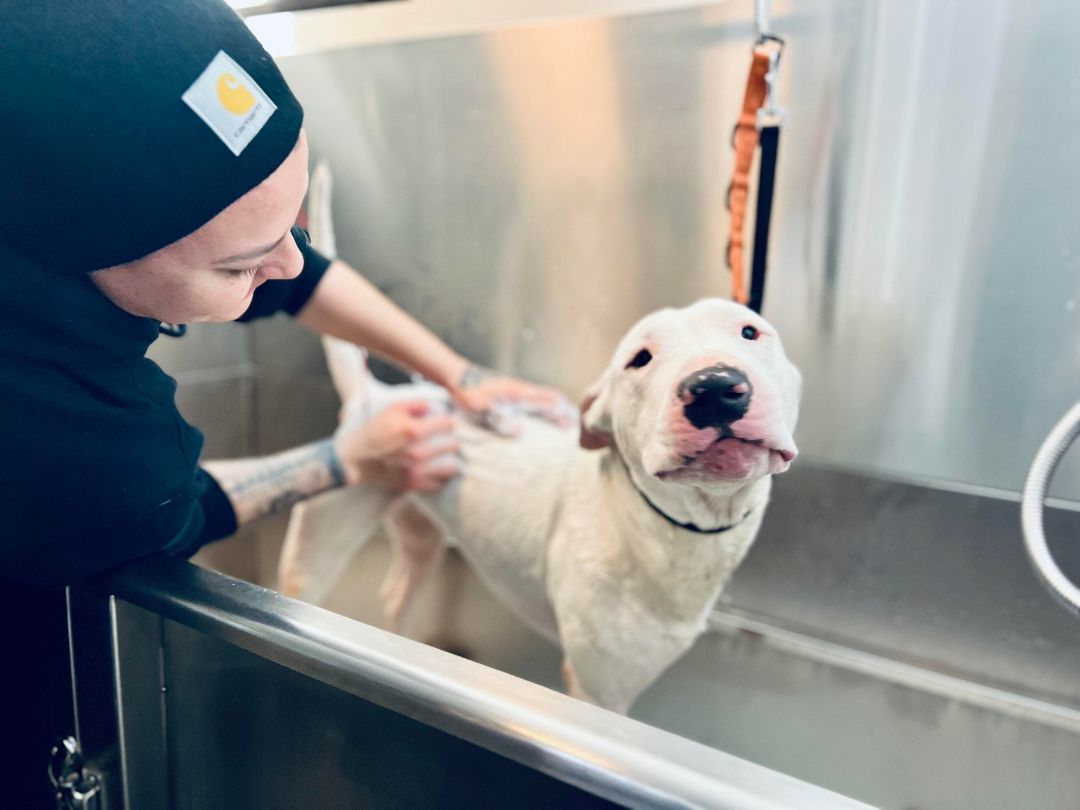 HANNIBAL  AKA Hammi, an adoptable Bull Terrier, Pit Bull Terrier in Olympia, WA, 98516 | Photo Image 4