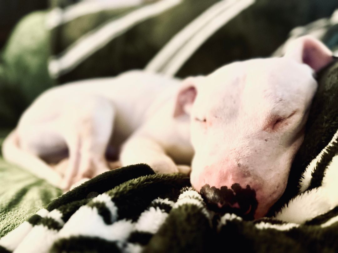 HANNIBAL  AKA Hammi, an adoptable Bull Terrier, Pit Bull Terrier in Olympia, WA, 98516 | Photo Image 3