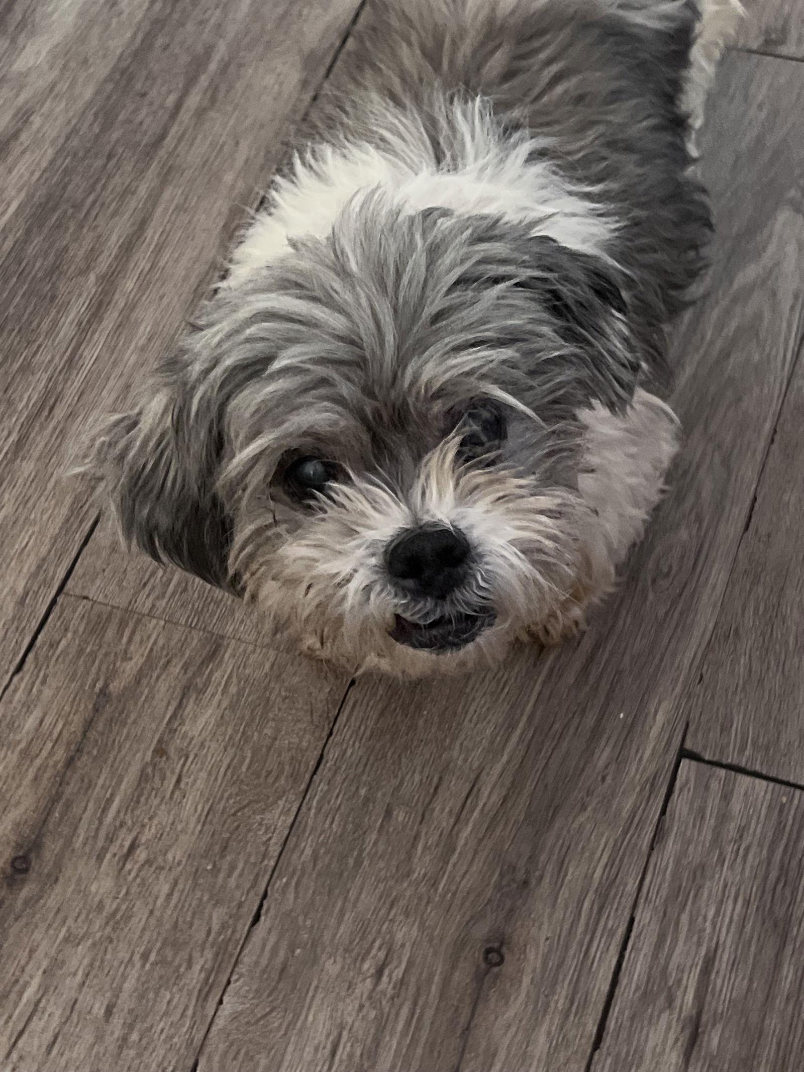 Homer, Adopted, Senior Male Shih Tzu.