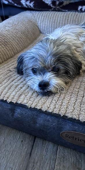 Homer, a Adopted Shih Tzu in Sparks, NV image 2/2