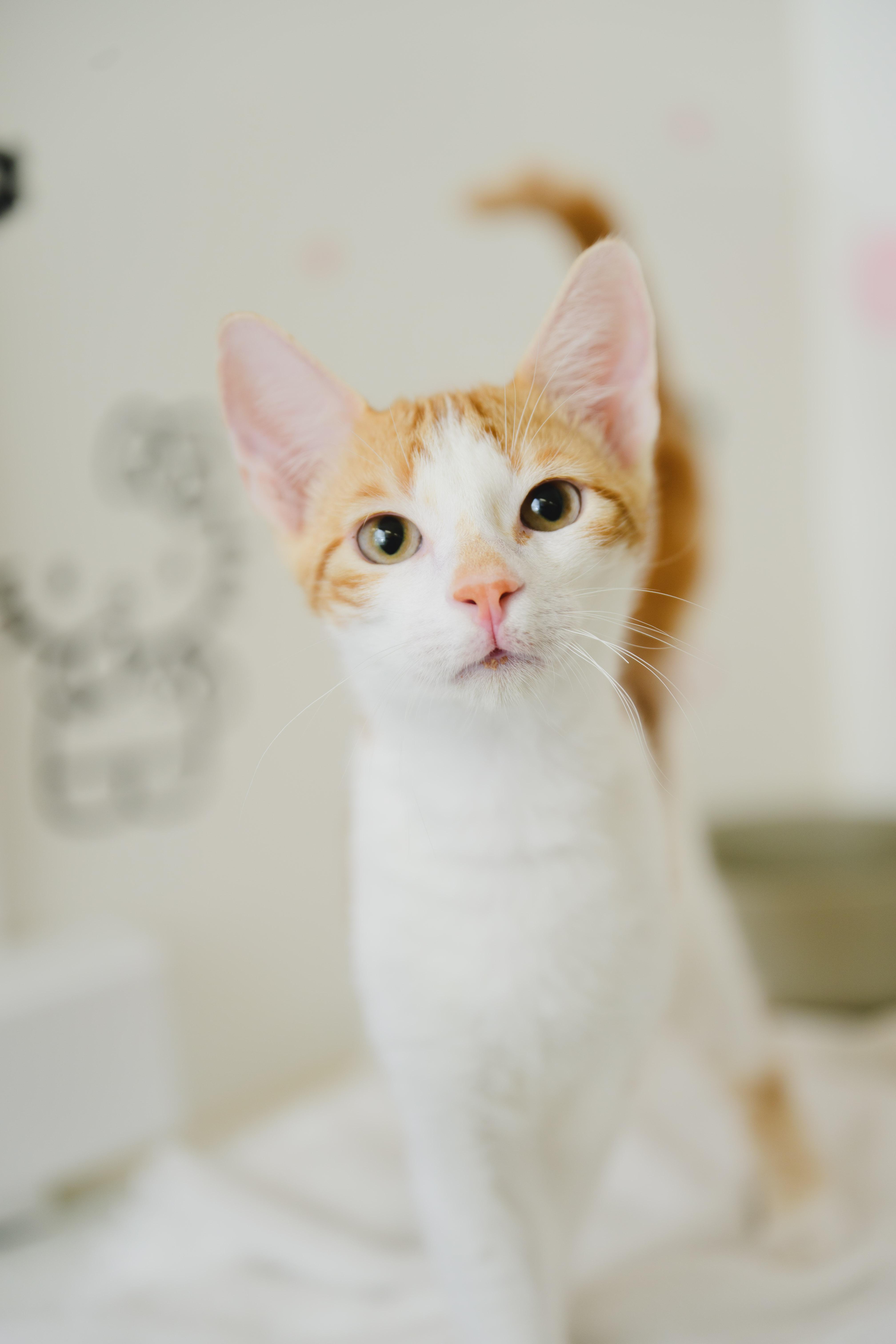 Orange Julius, Adoptable, Kitten Male Domestic Short Hair.