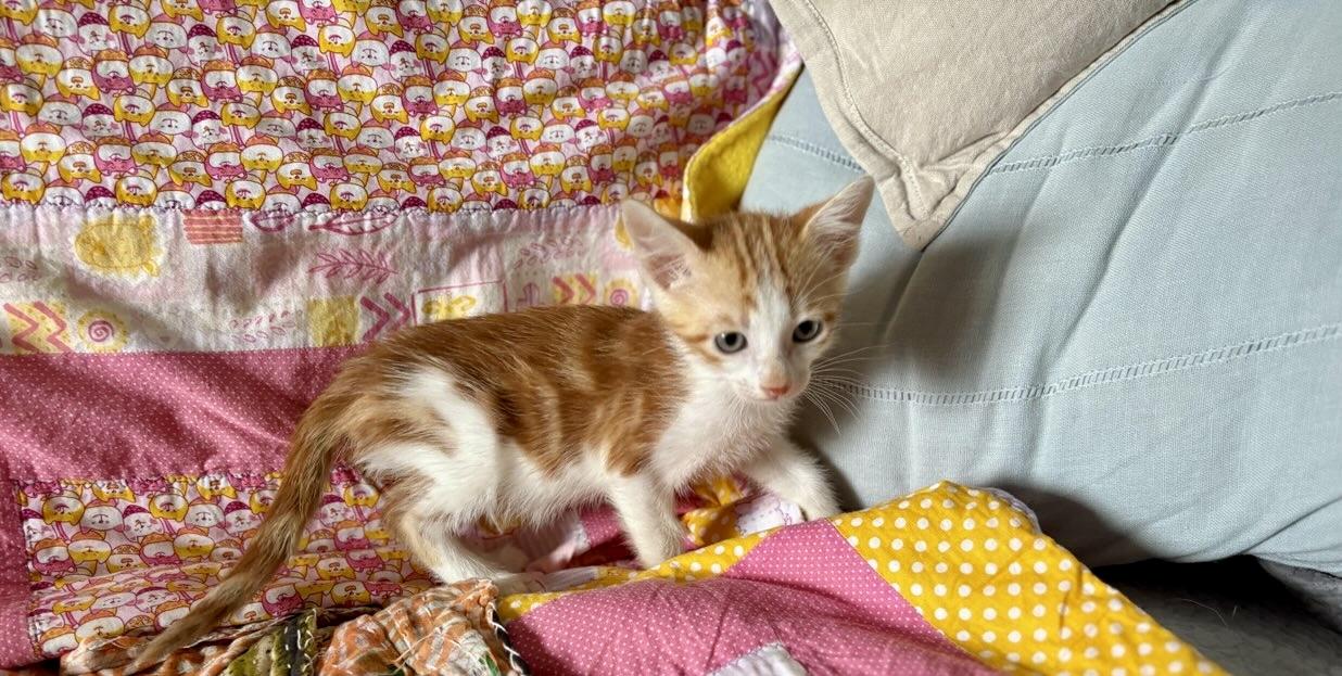 Orange Julius, Adoptable, Kitten Male Domestic Short Hair.