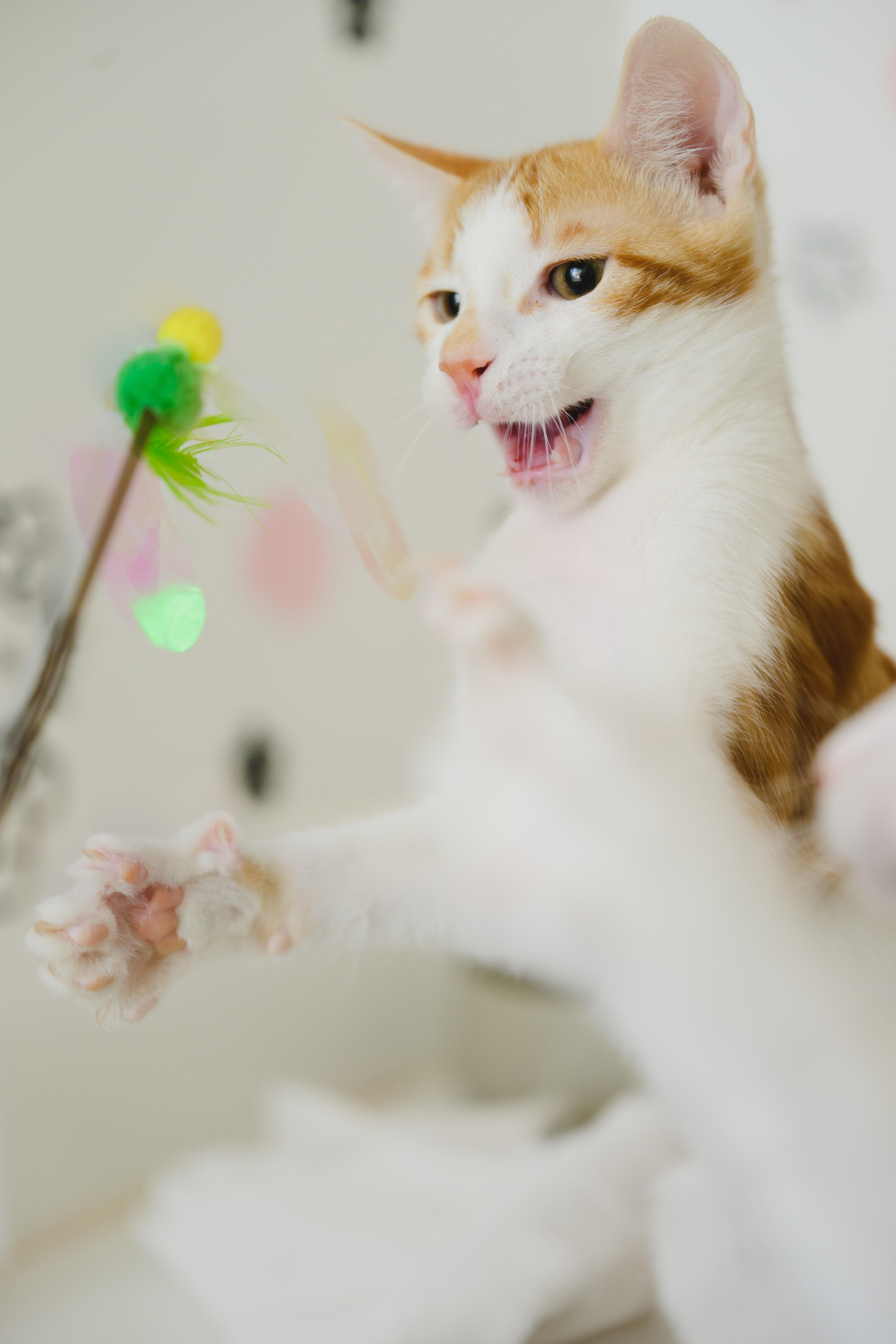 Orange Julius, a Adoptable Domestic Short Hair in Honolulu, HI image 3/6