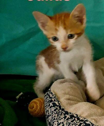 Orange Julius, a Adoptable Domestic Short Hair in Honolulu, HI image 2/5