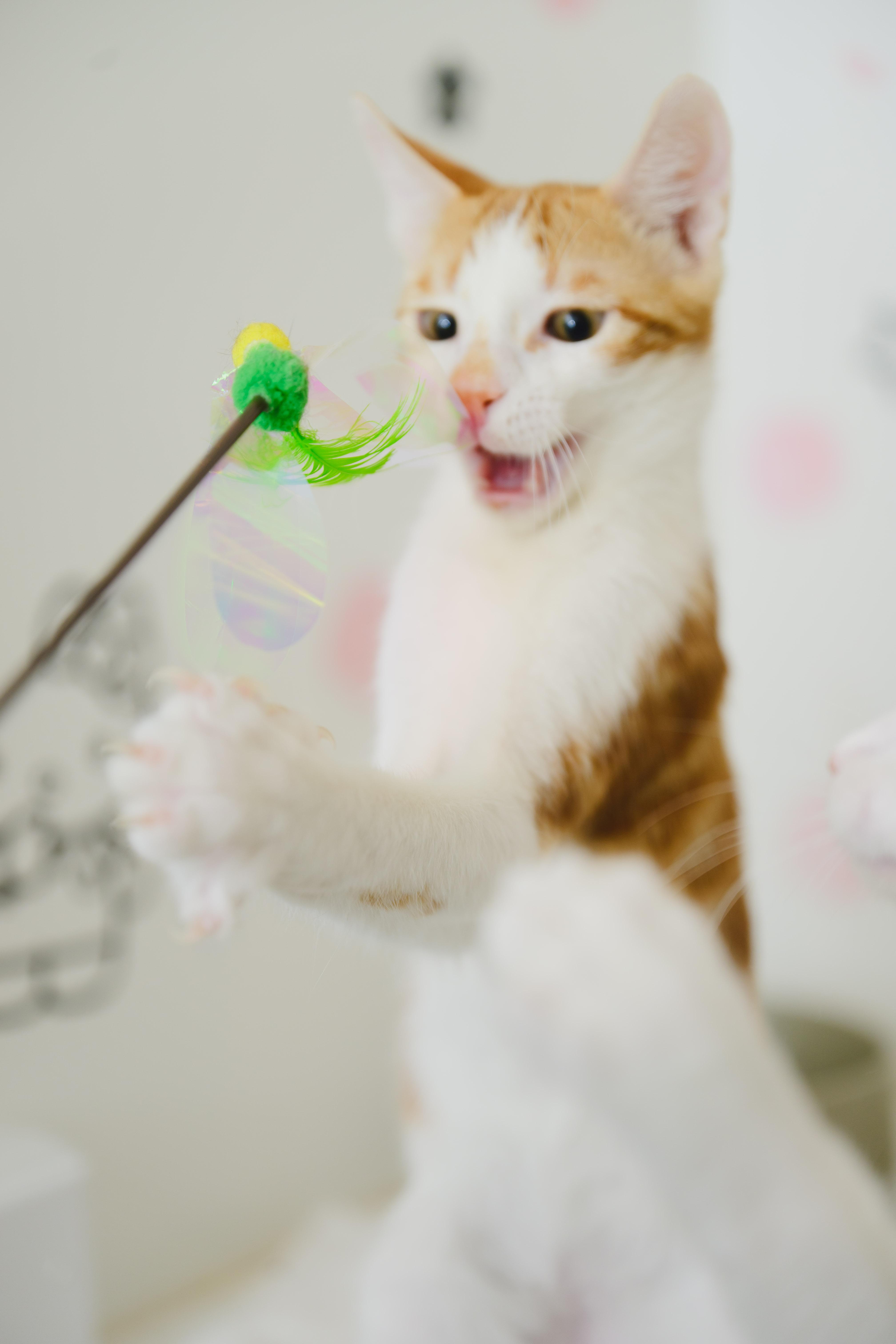Orange Julius, a Adoptable Domestic Short Hair in Honolulu, HI image 4/6