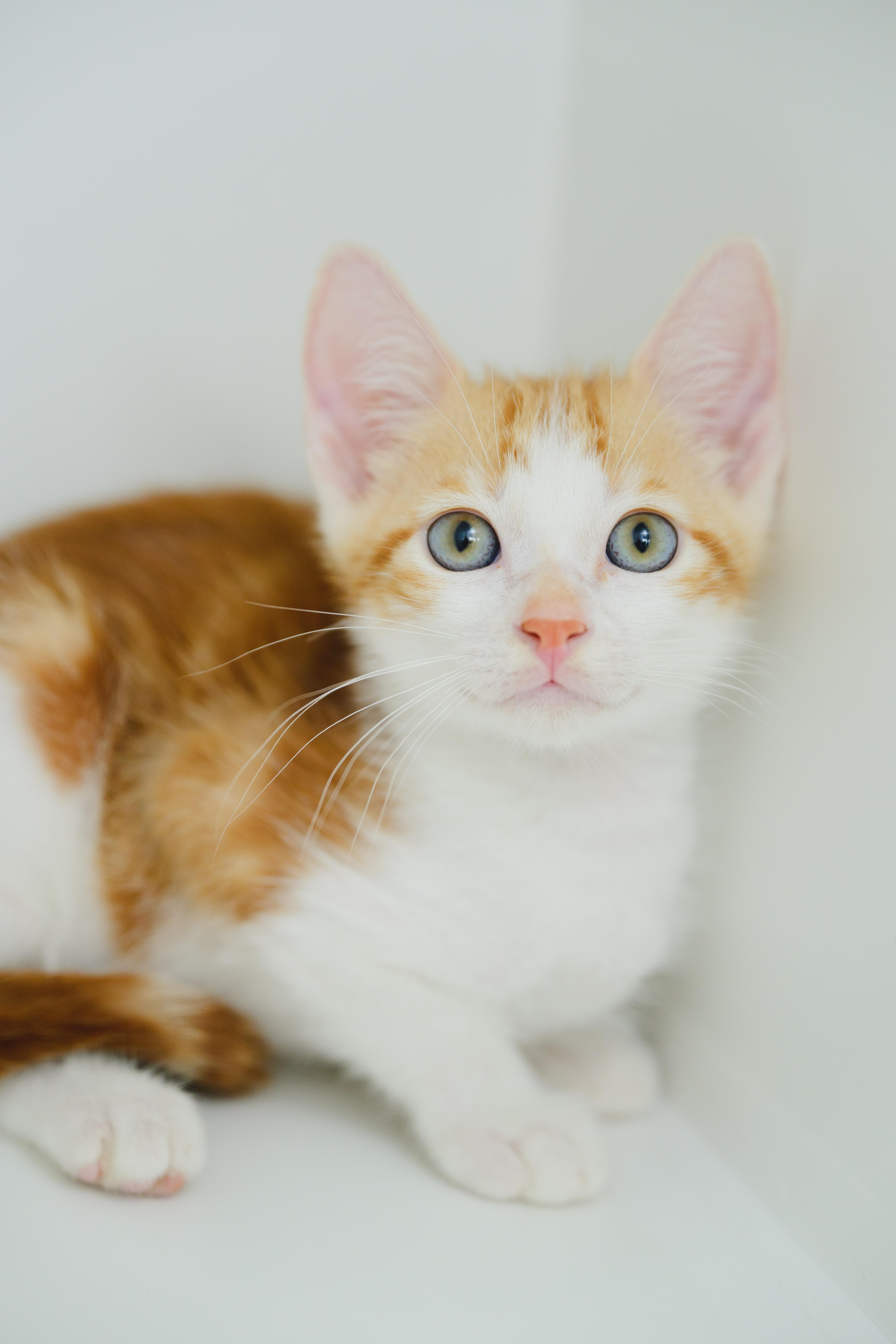 Orange Julius, a Adoptable Domestic Short Hair in Honolulu, HI image 3/5