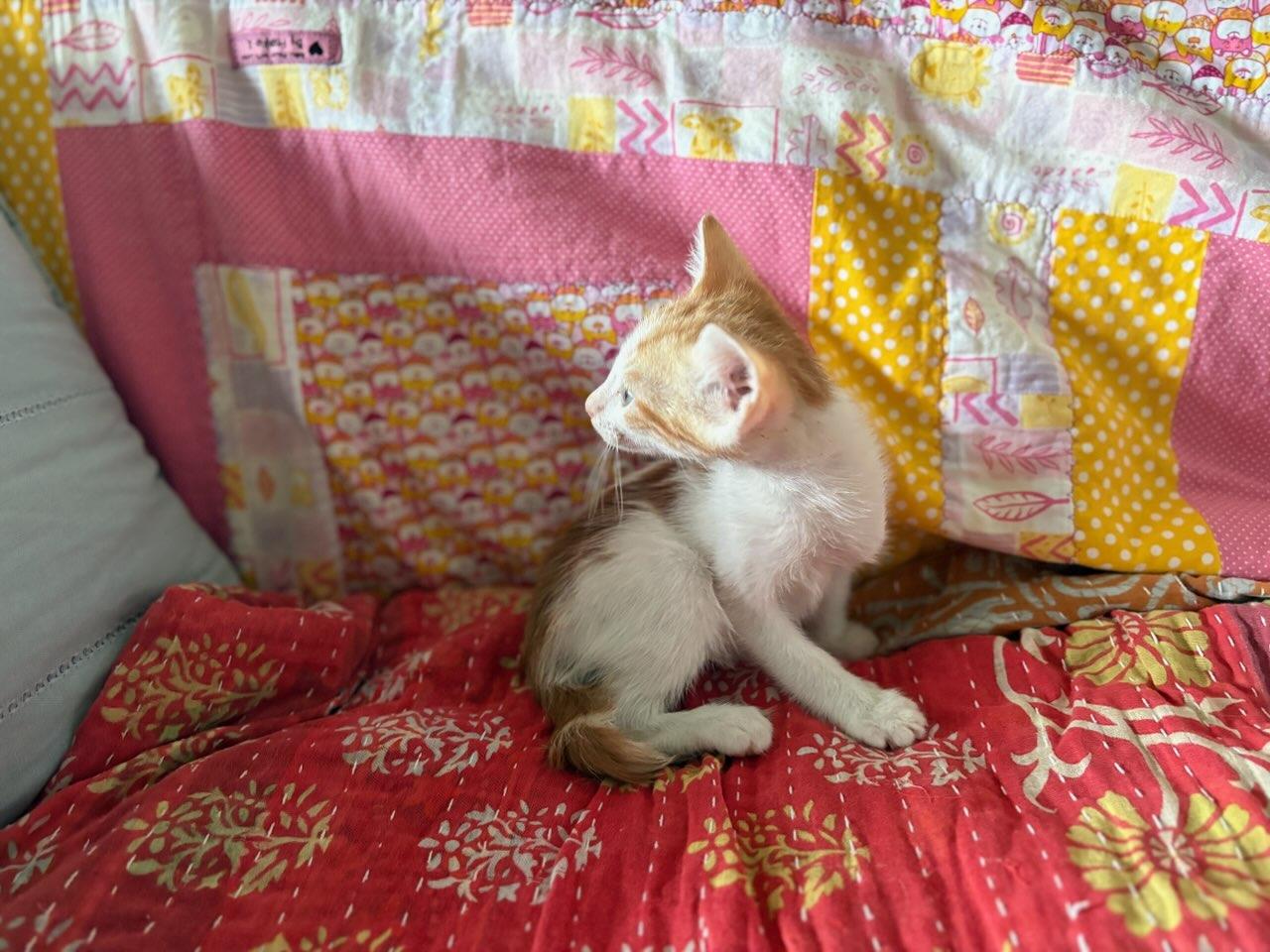 Orange Julius, a Adoptable Domestic Short Hair in Honolulu, HI image 4/5