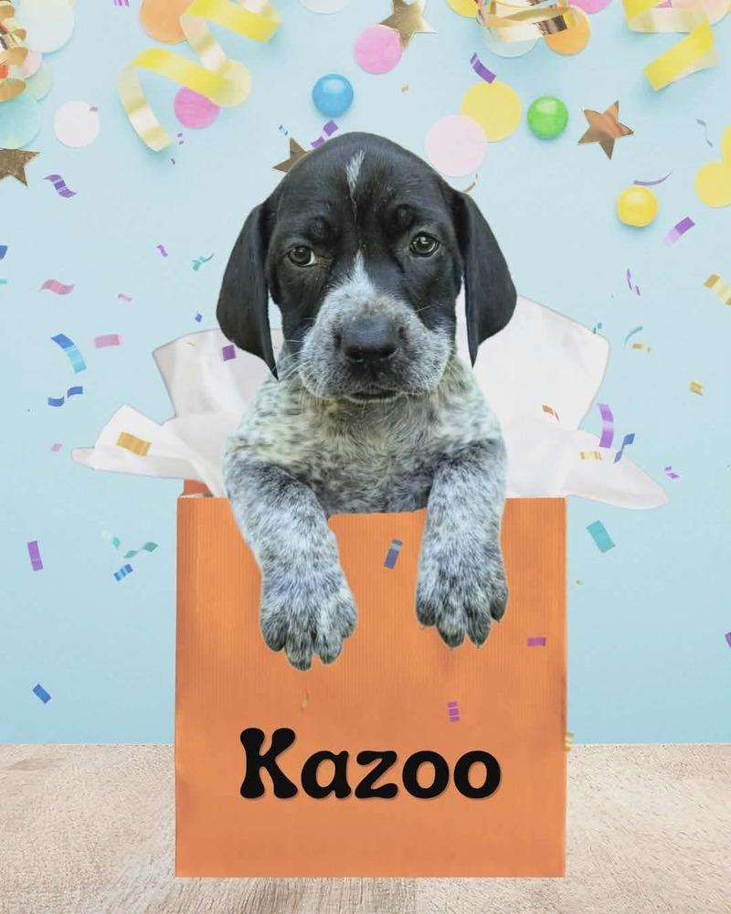 Kazoo, Adoptable, Puppy Male German Shorthaired Pointer & Labrador Retriever.