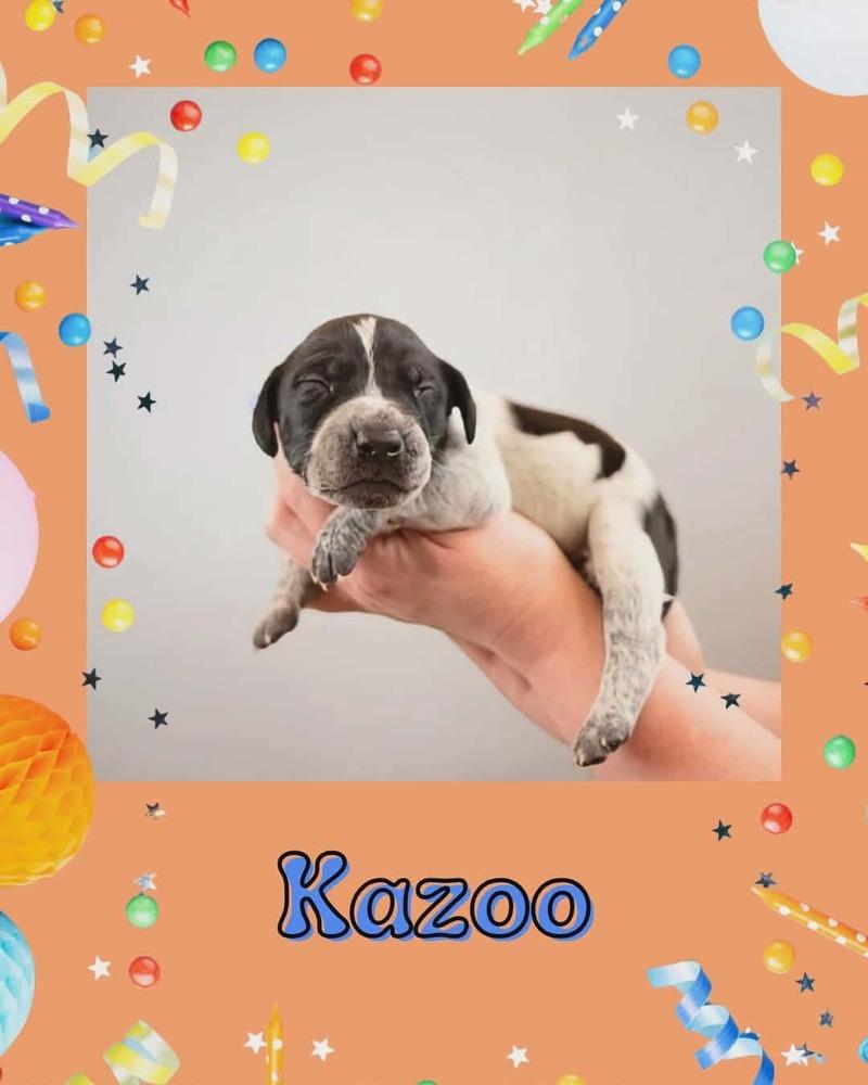 Kazoo, Adoptable, Puppy Male English Pointer & Pit Bull Terrier.