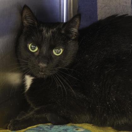 Madame Leota, Adoptable, Adult Female Domestic Short Hair & Domestic Short Hair.