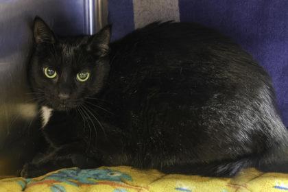 Madame Leota, a Adoptable Domestic Short Hair in Madison, WI image 2/2