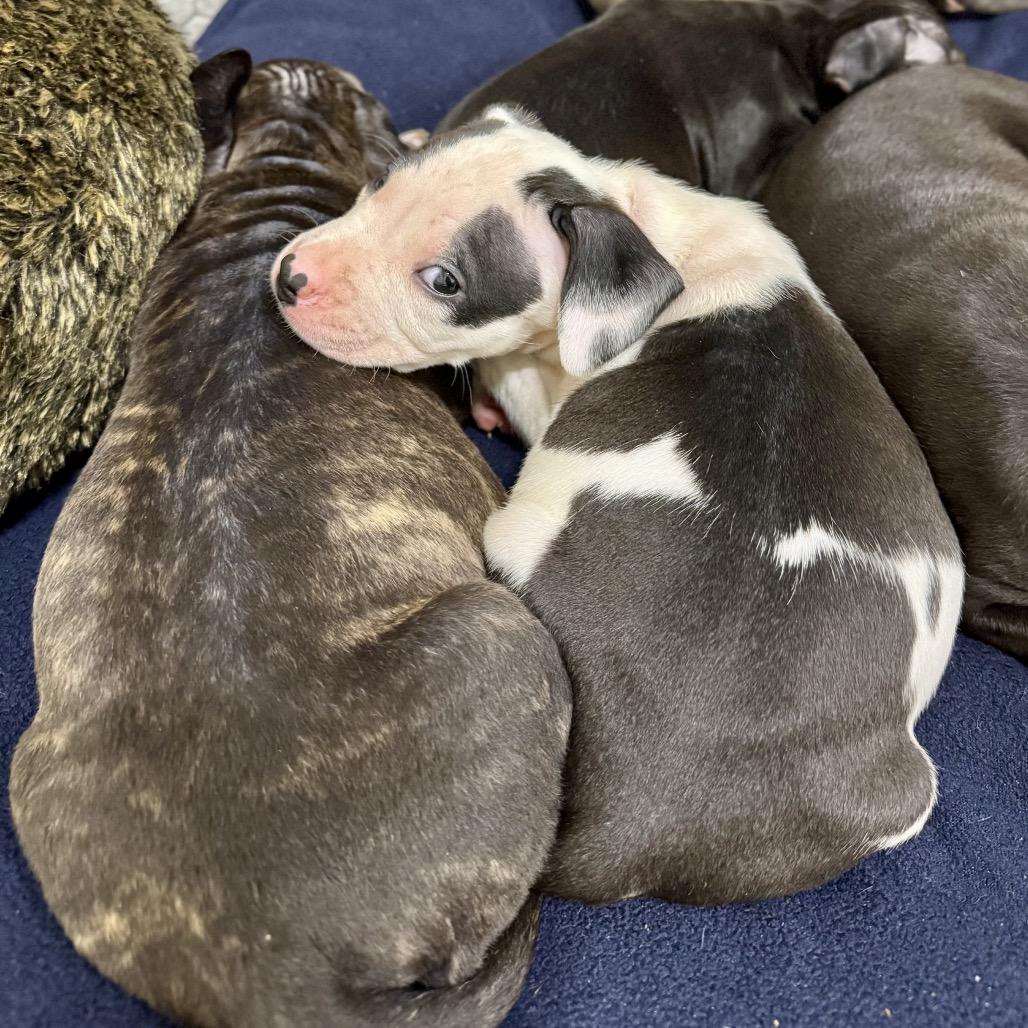 Poplin, Adoptable, Puppy Male Pit Bull Terrier & Mixed Breed.