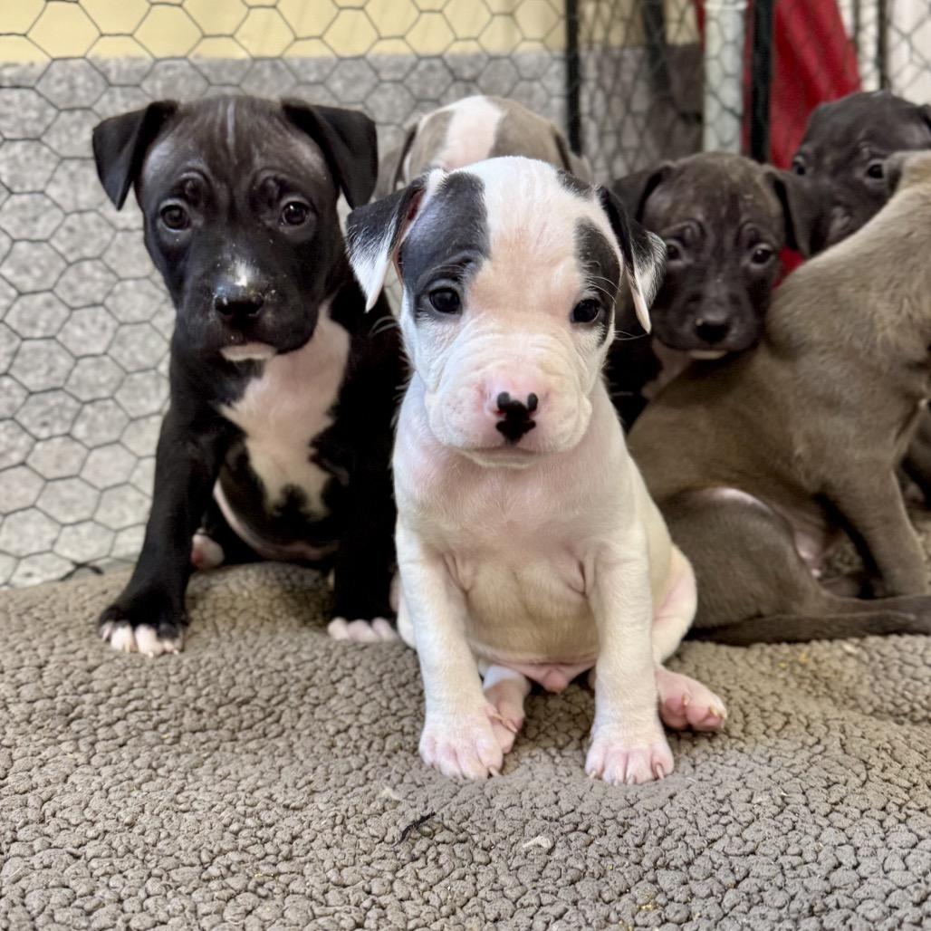 Poplin, a Adoptable mixed breed in Durham, NC image 2/5
