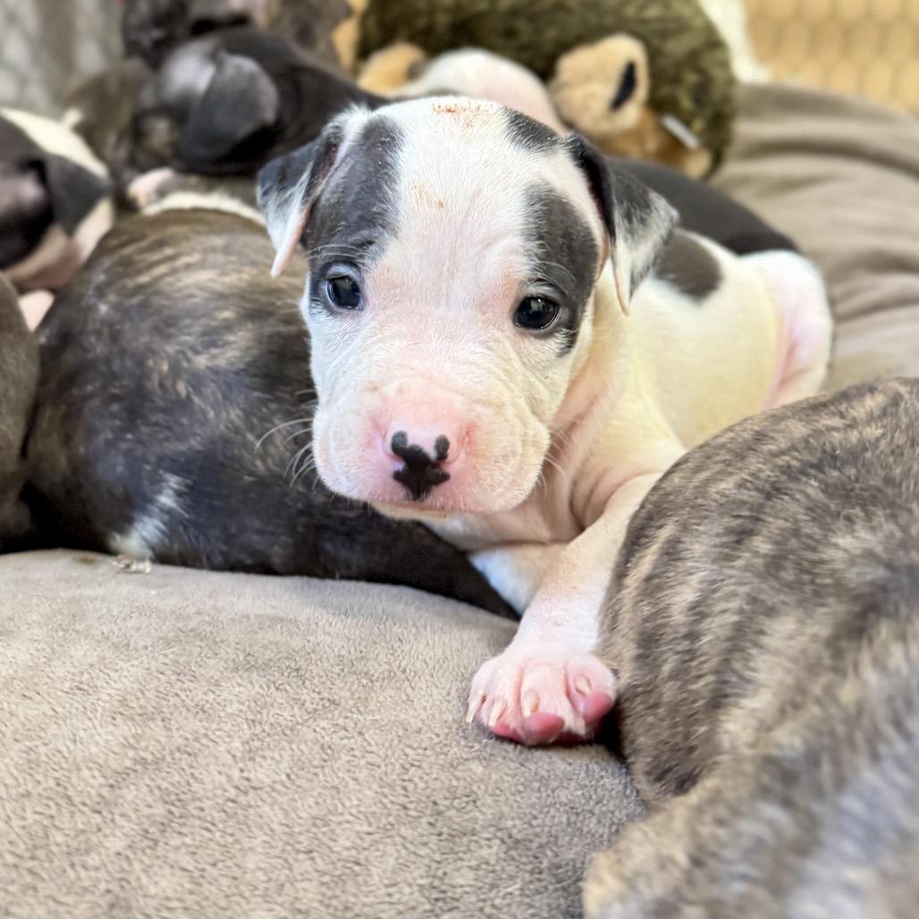 Poplin, a Adoptable mixed breed in Durham, NC image 3/5