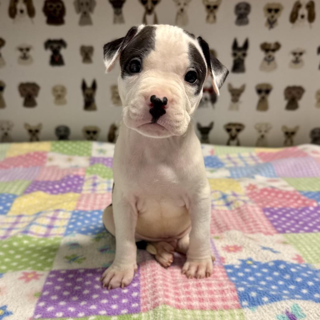 Poplin, a Adoptable mixed breed in Durham, NC image 4/5