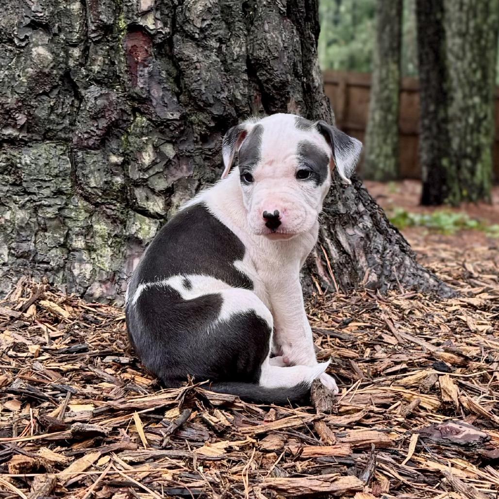 Poplin, a Adoptable mixed breed in Durham, NC image 5/5