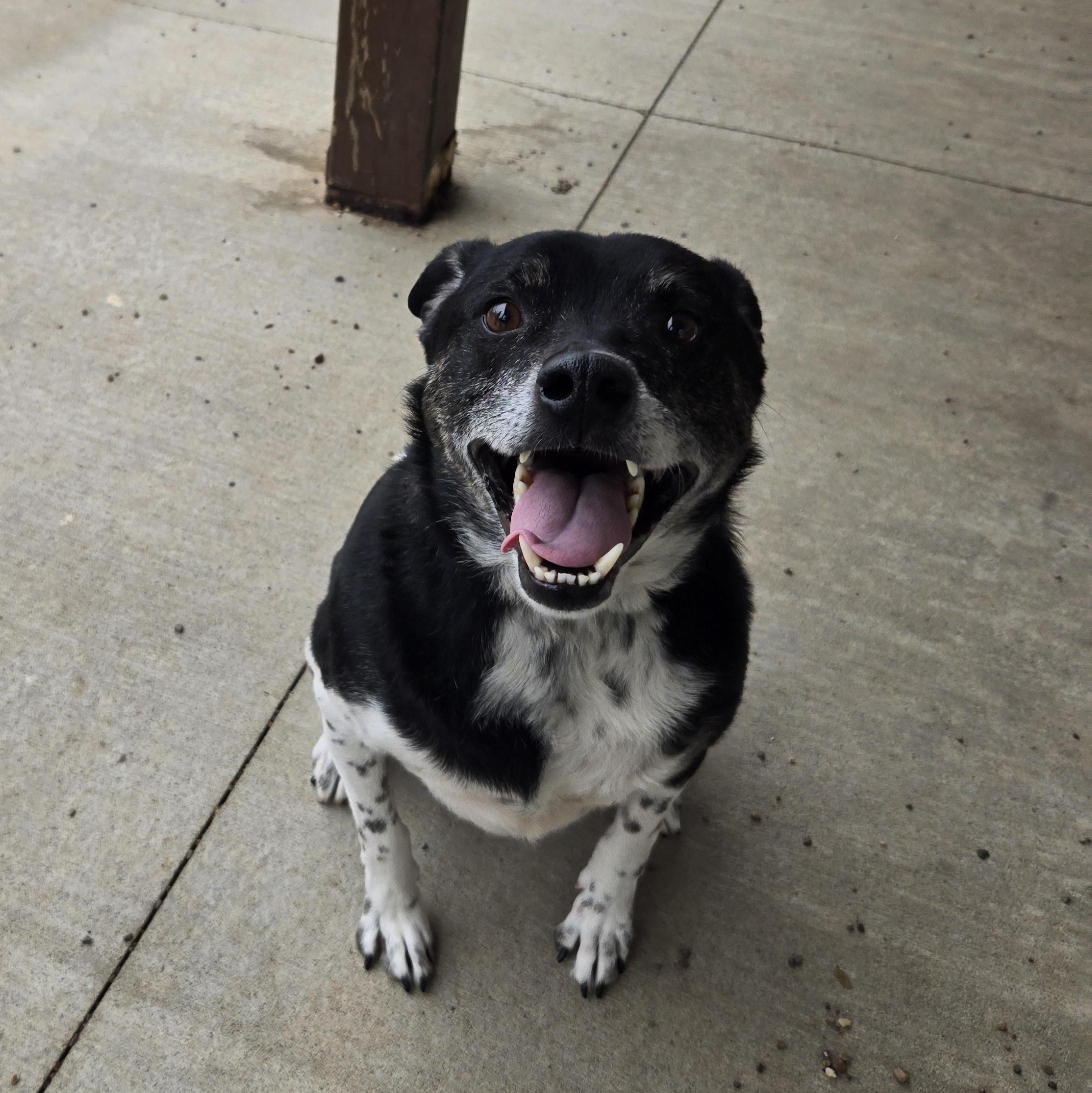 Enlarge Herman, a ADOPTABLE mixed breed in Black River Falls, WI image 1/6