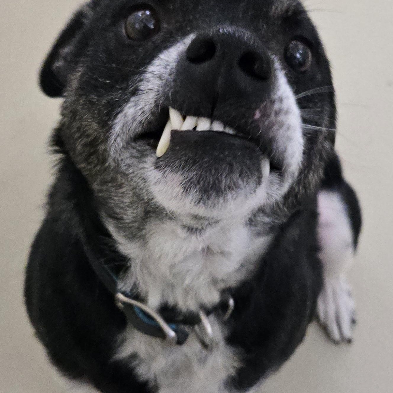 Herman, a ADOPTABLE mixed breed in Black River Falls, WI image 3/4