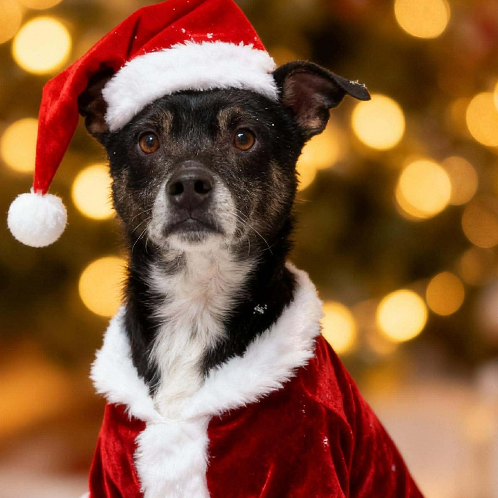 Herman, a ADOPTABLE mixed breed in Black River Falls, WI image 2/4