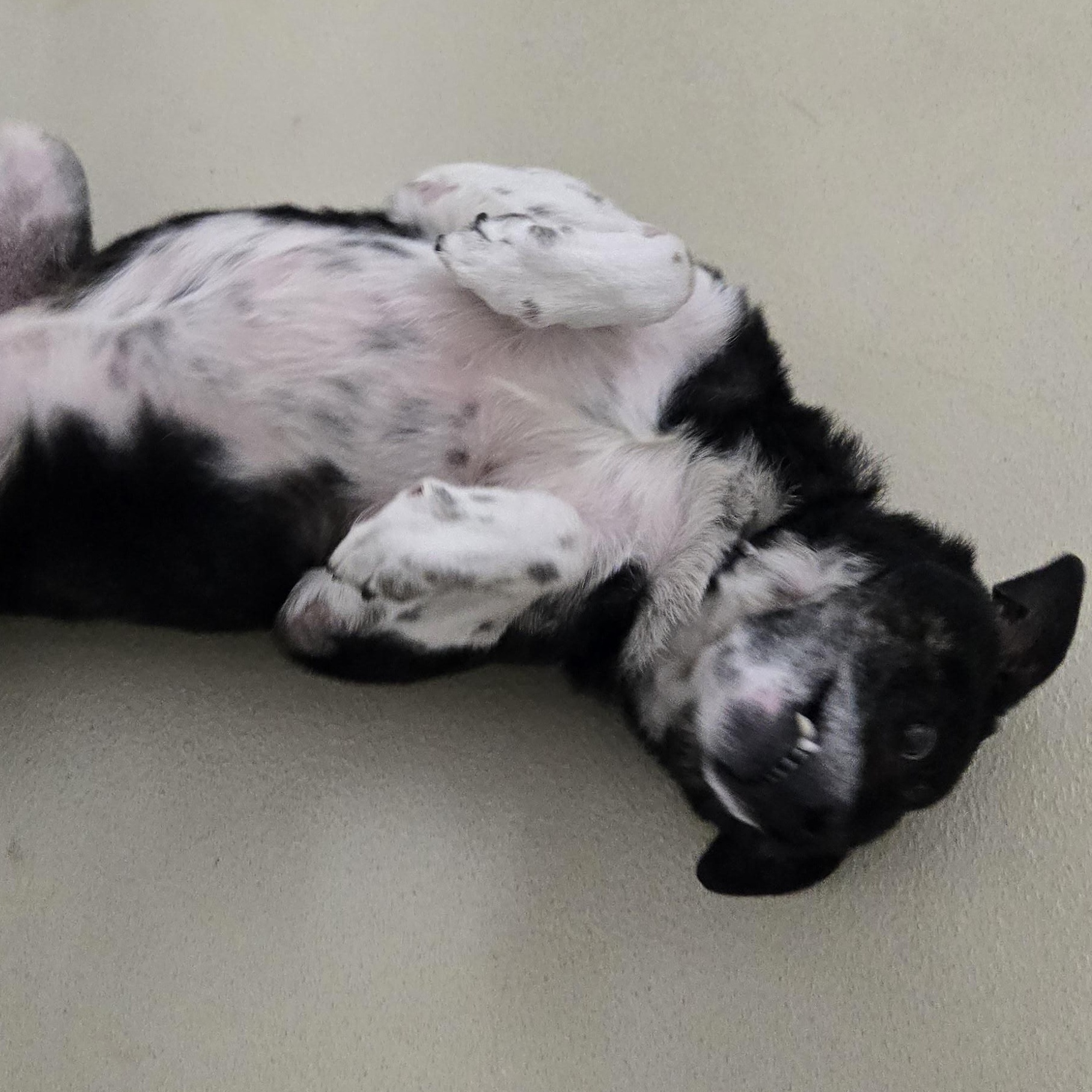 Herman, a ADOPTABLE mixed breed in Black River Falls, WI image 4/4