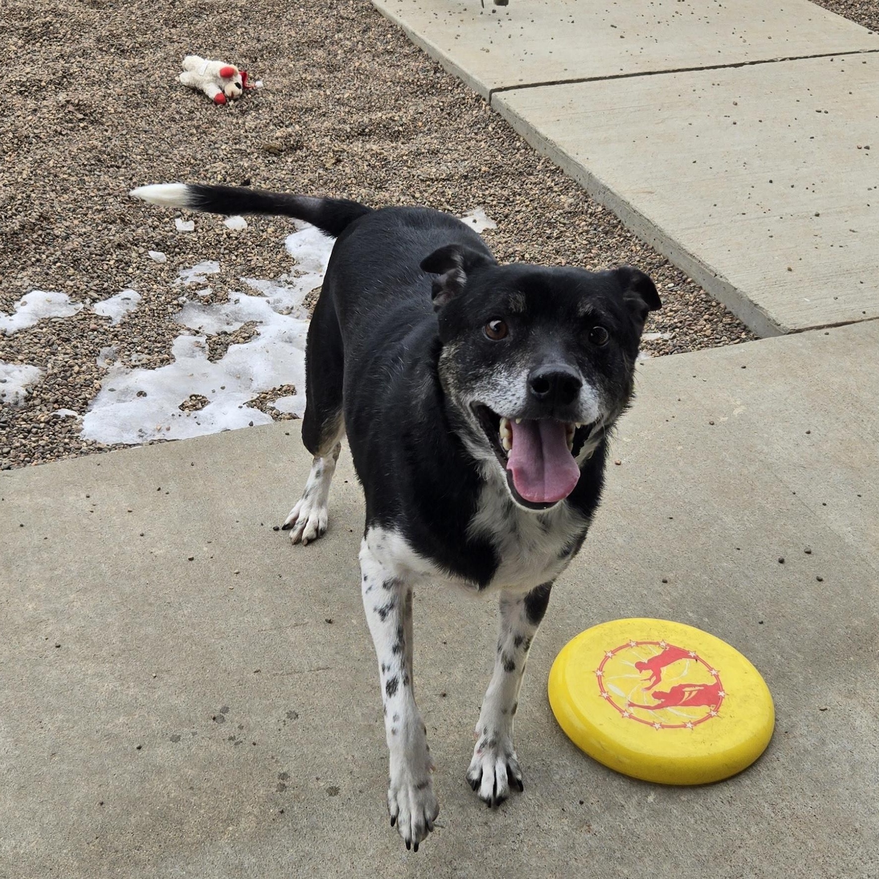 Enlarge Herman, a ADOPTABLE mixed breed in Black River Falls, WI image 2/6
