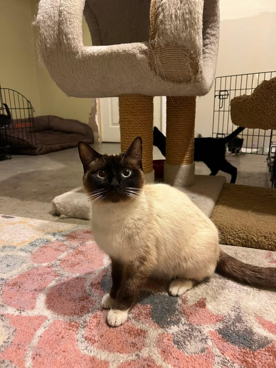 Enlarge Sammy, a ADOPTABLE Siamese in St. Albans, VT image 2/3