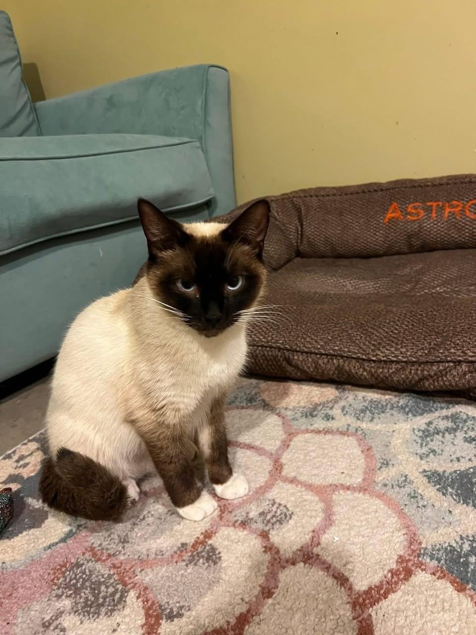 Enlarge Sammy, a ADOPTABLE Siamese in St. Albans, VT image 3/3
