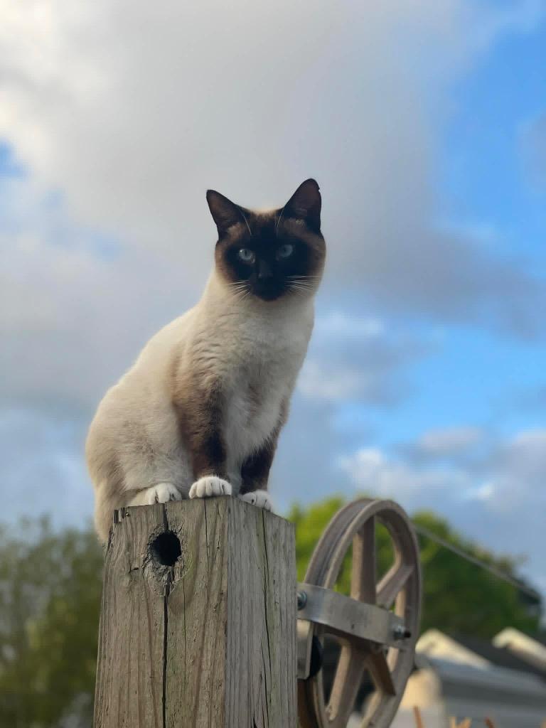 Sammy, ADOPTABLE, Adult Female Siamese.