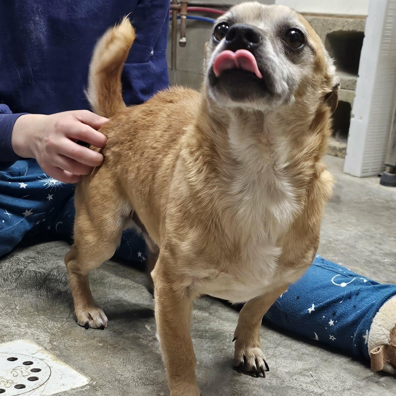 Enlarge Queso , an adopted Chihuahua in Saint Marys, WV image 4/6