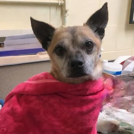 Enlarge Queso , an adopted Chihuahua in Saint Marys, WV image 2/6