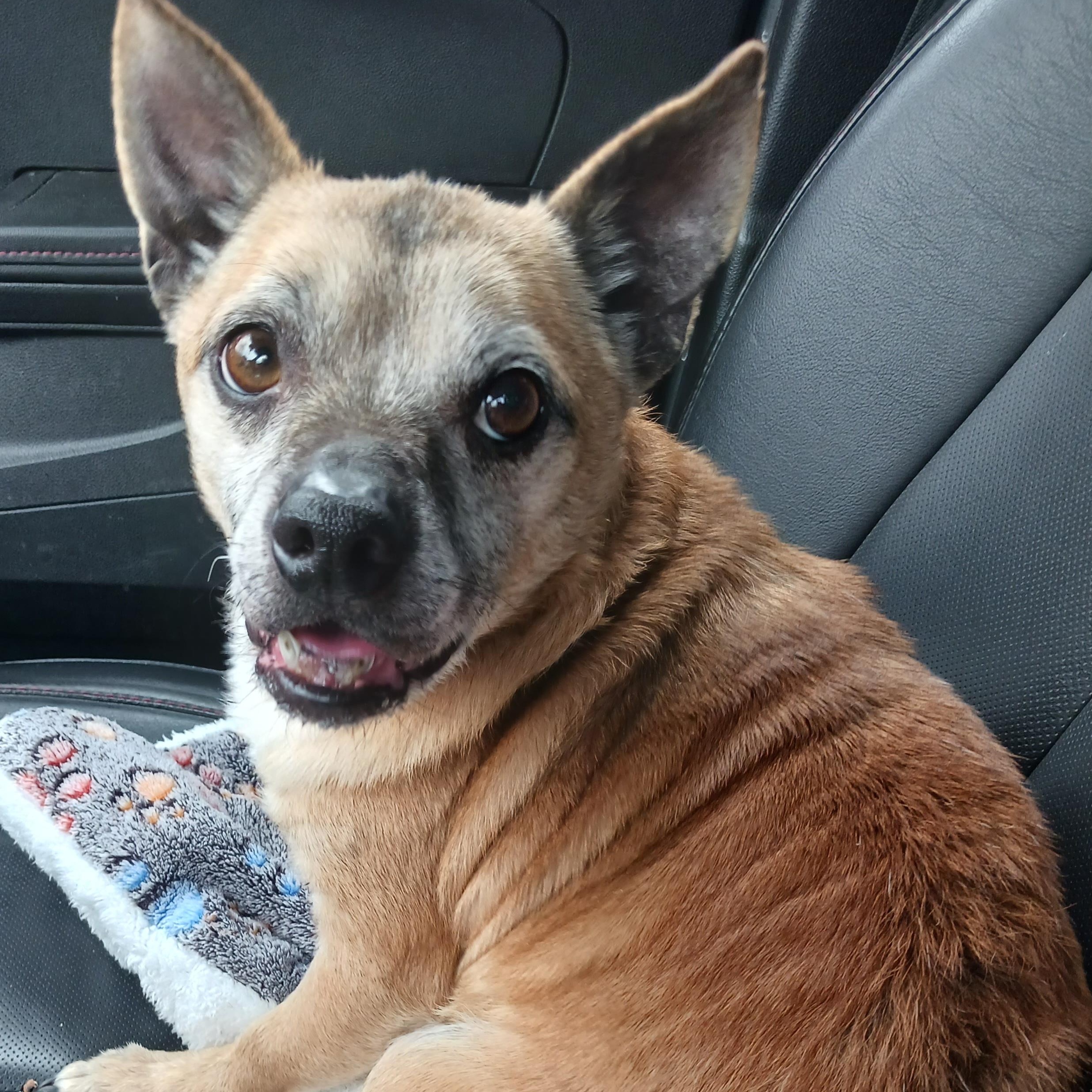 Enlarge Queso , an adopted Chihuahua in Saint Marys, WV image 1/6