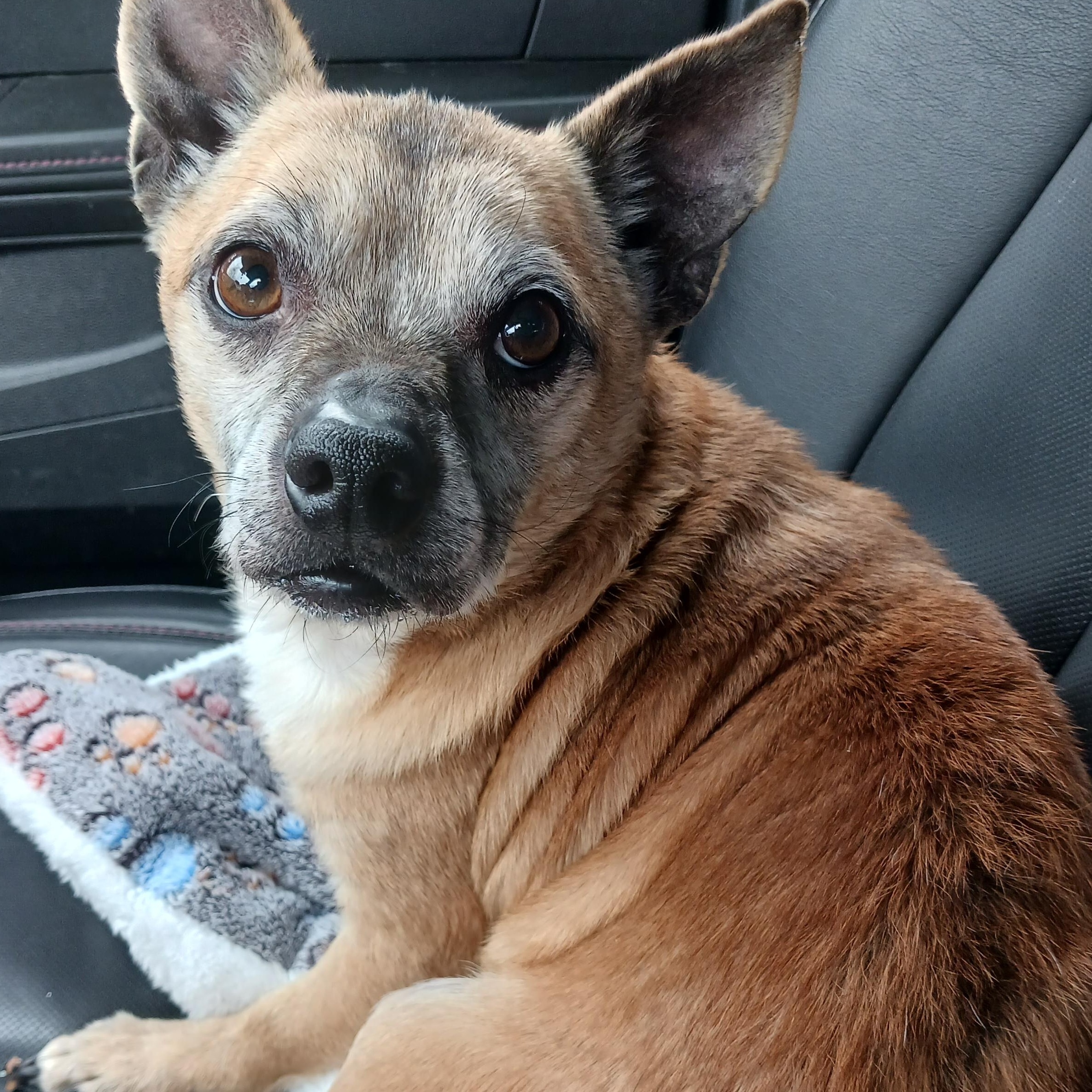 Enlarge Queso , an adopted Chihuahua in Saint Marys, WV image 6/6