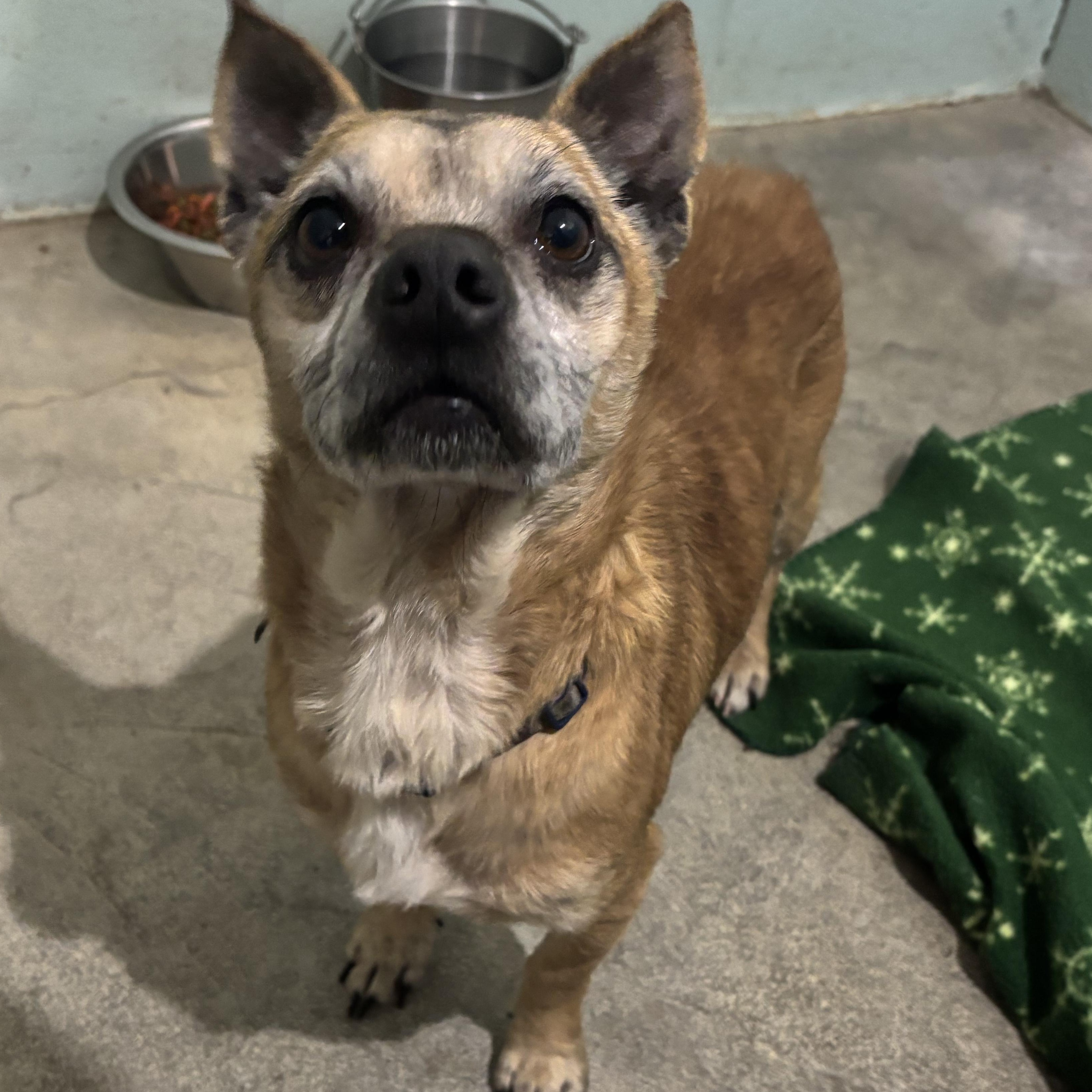 Enlarge Queso , an adopted Chihuahua in Saint Marys, WV image 3/6