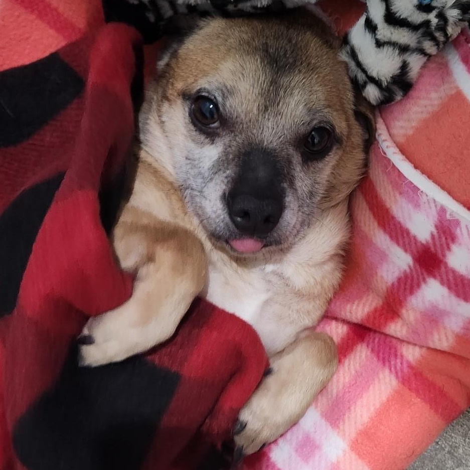 Enlarge Queso , an adopted Chihuahua in Saint Marys, WV image 5/6