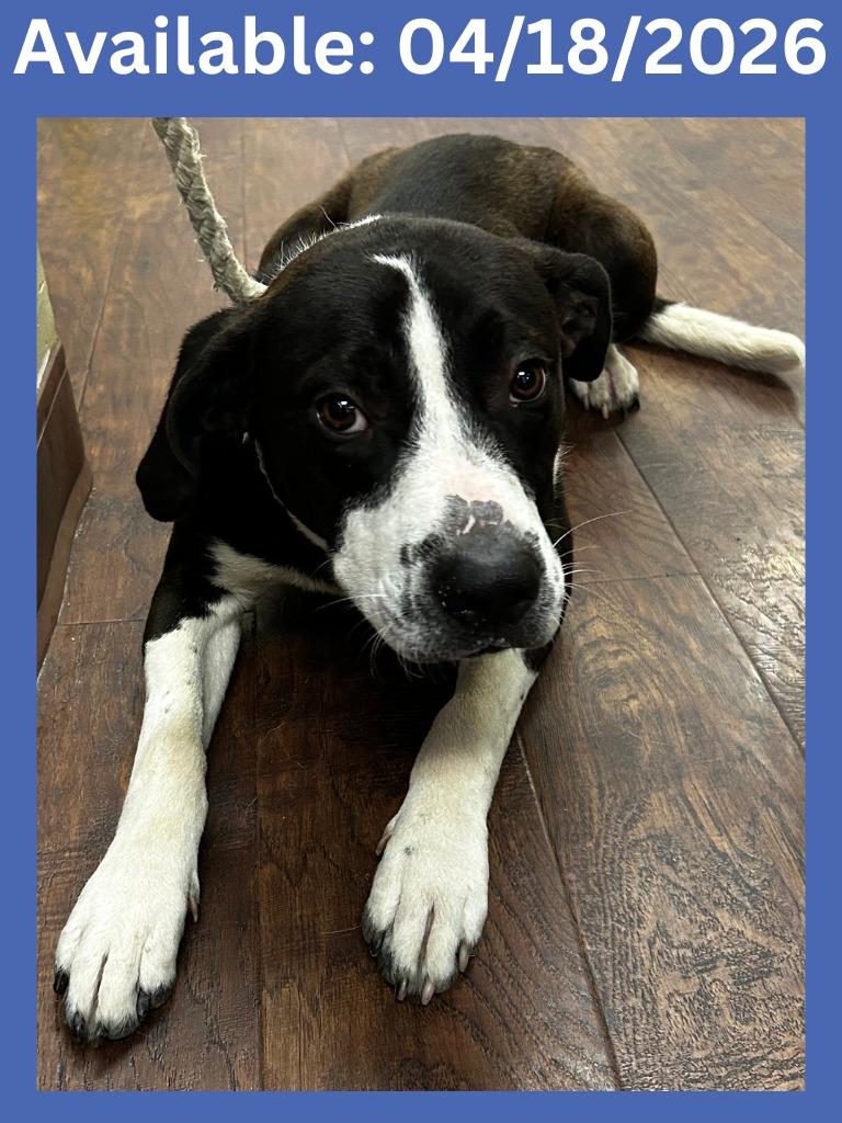 Dog Kennel #6, Adoptable, Young Male Labrador Retriever & Mixed Breed.