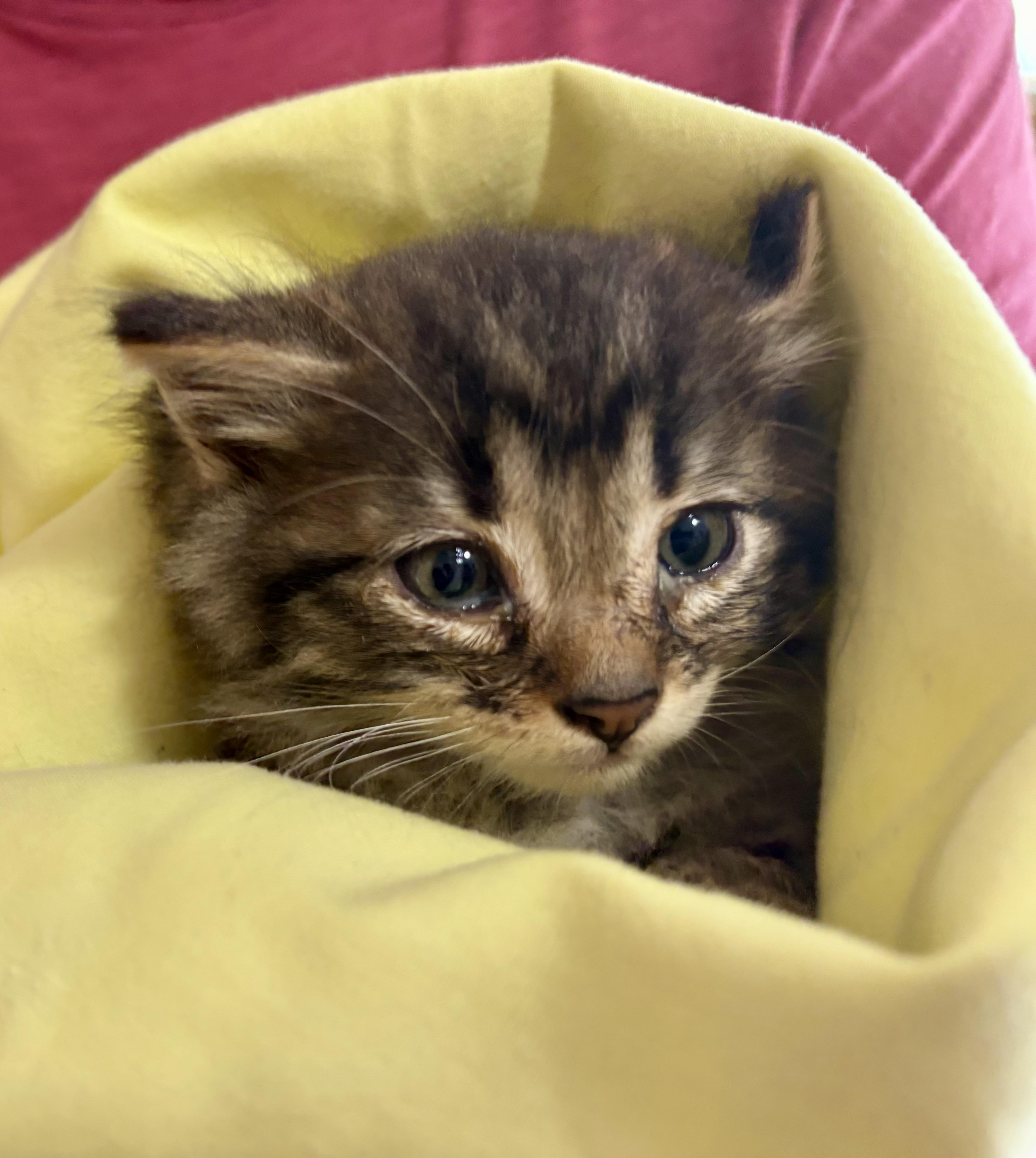 Marshmello, Adopted, Young Male Domestic Medium Hair.