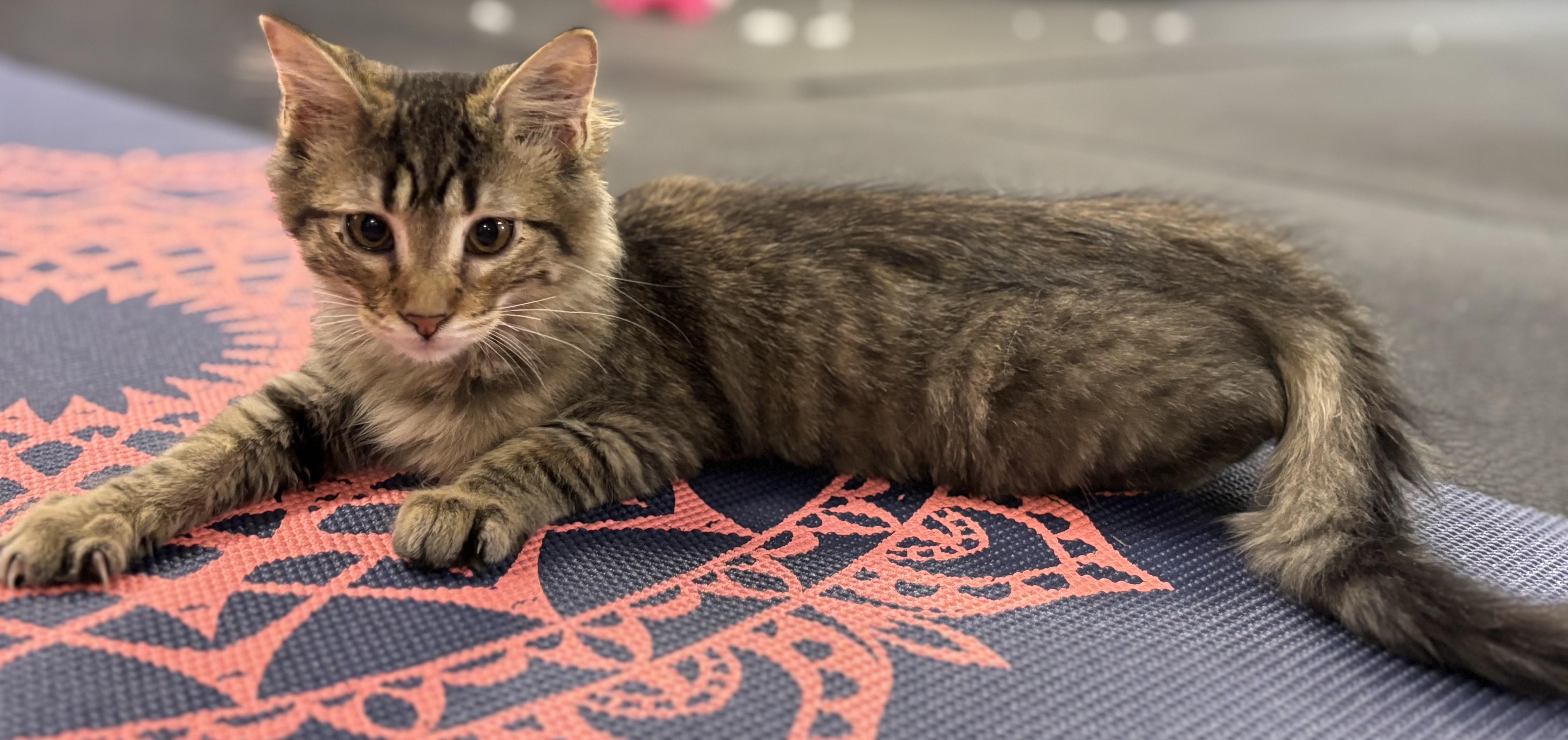 Enlarge Marshmello, a Adopted Domestic Medium Hair in Melbourne, AR image 2/6