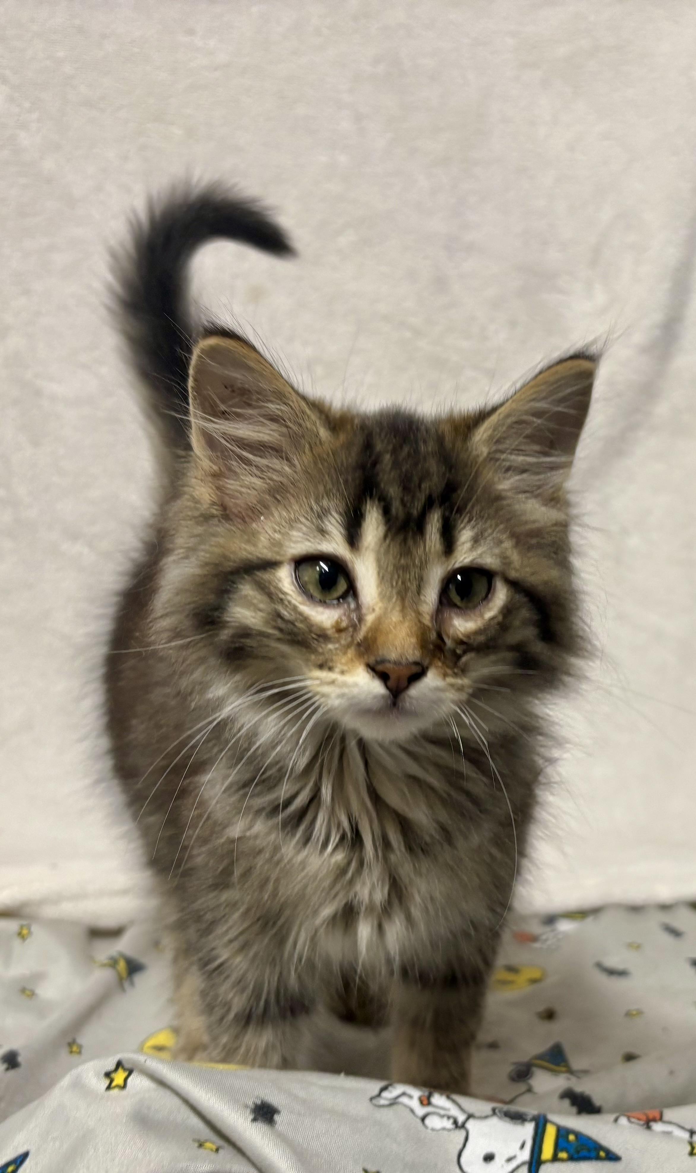 Enlarge Marshmello, a Adopted Domestic Medium Hair in Melbourne, AR image 3/6