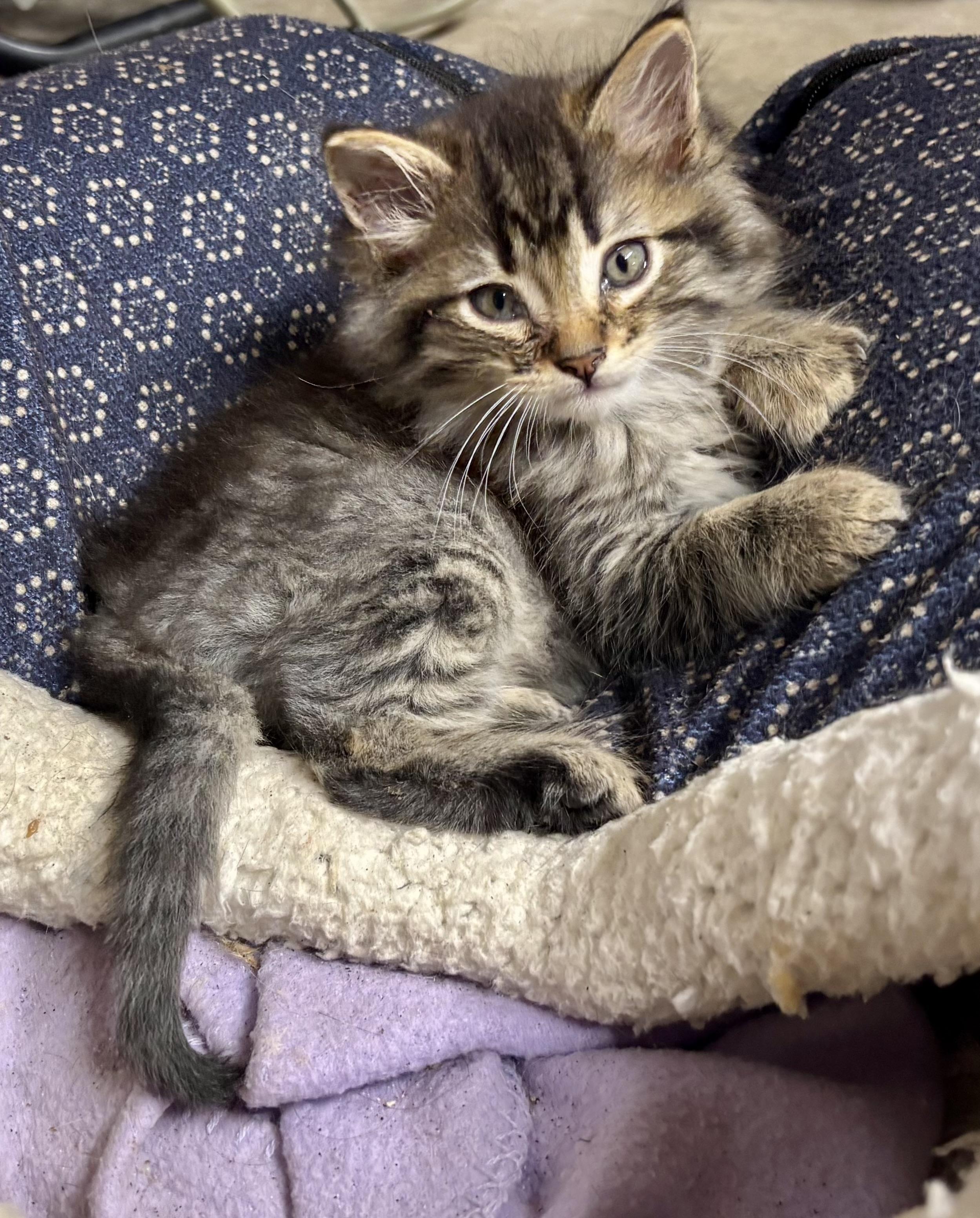 Enlarge Marshmello, a Adopted Domestic Medium Hair in Melbourne, AR image 4/6