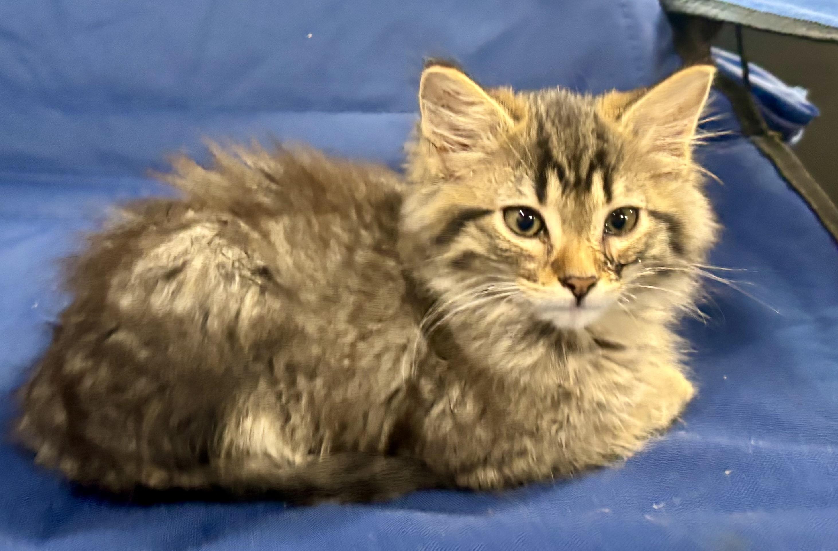 Enlarge Marshmello, a Adopted Domestic Medium Hair in Melbourne, AR image 5/6