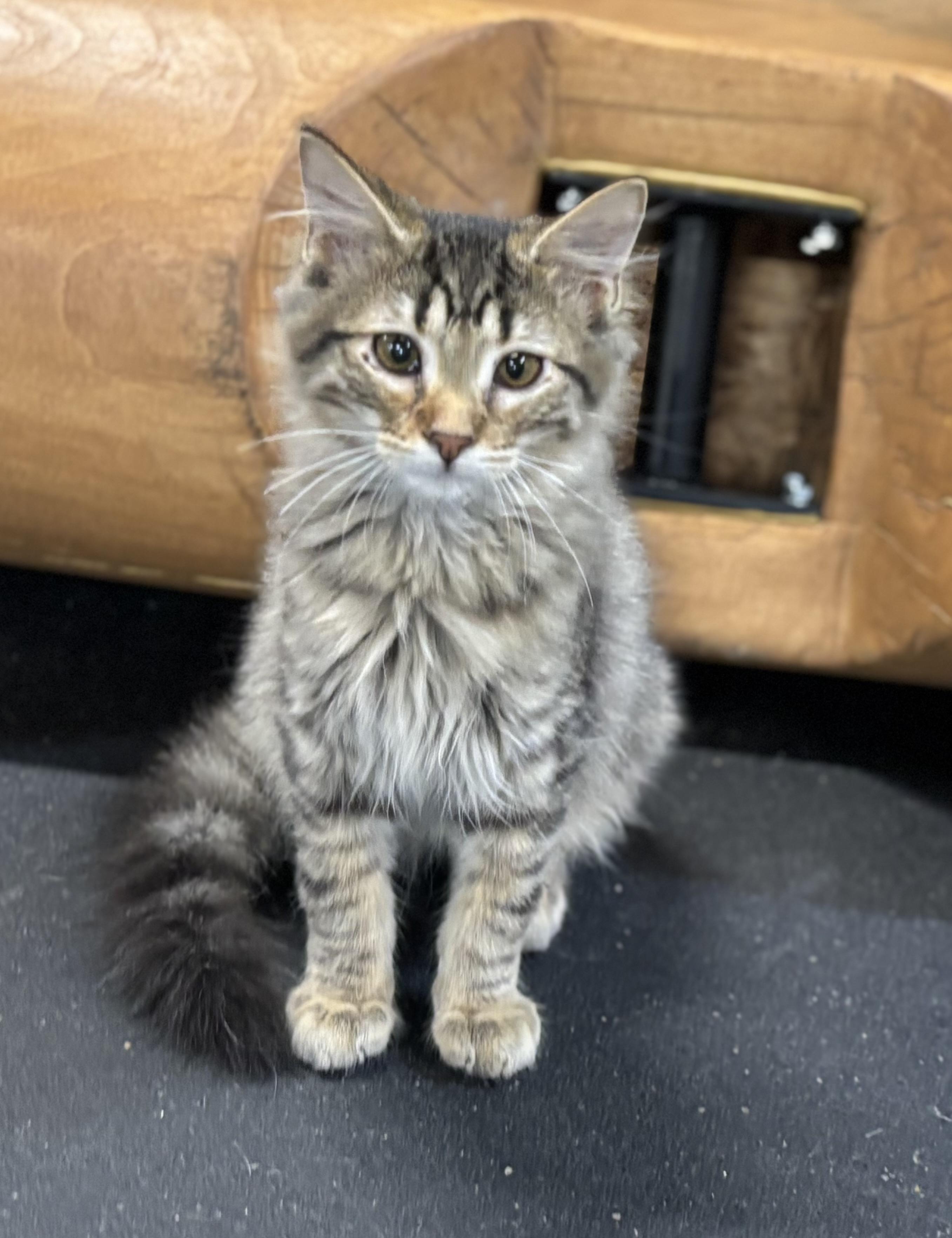 Enlarge Marshmello, a Adopted Domestic Medium Hair in Melbourne, AR image 6/6