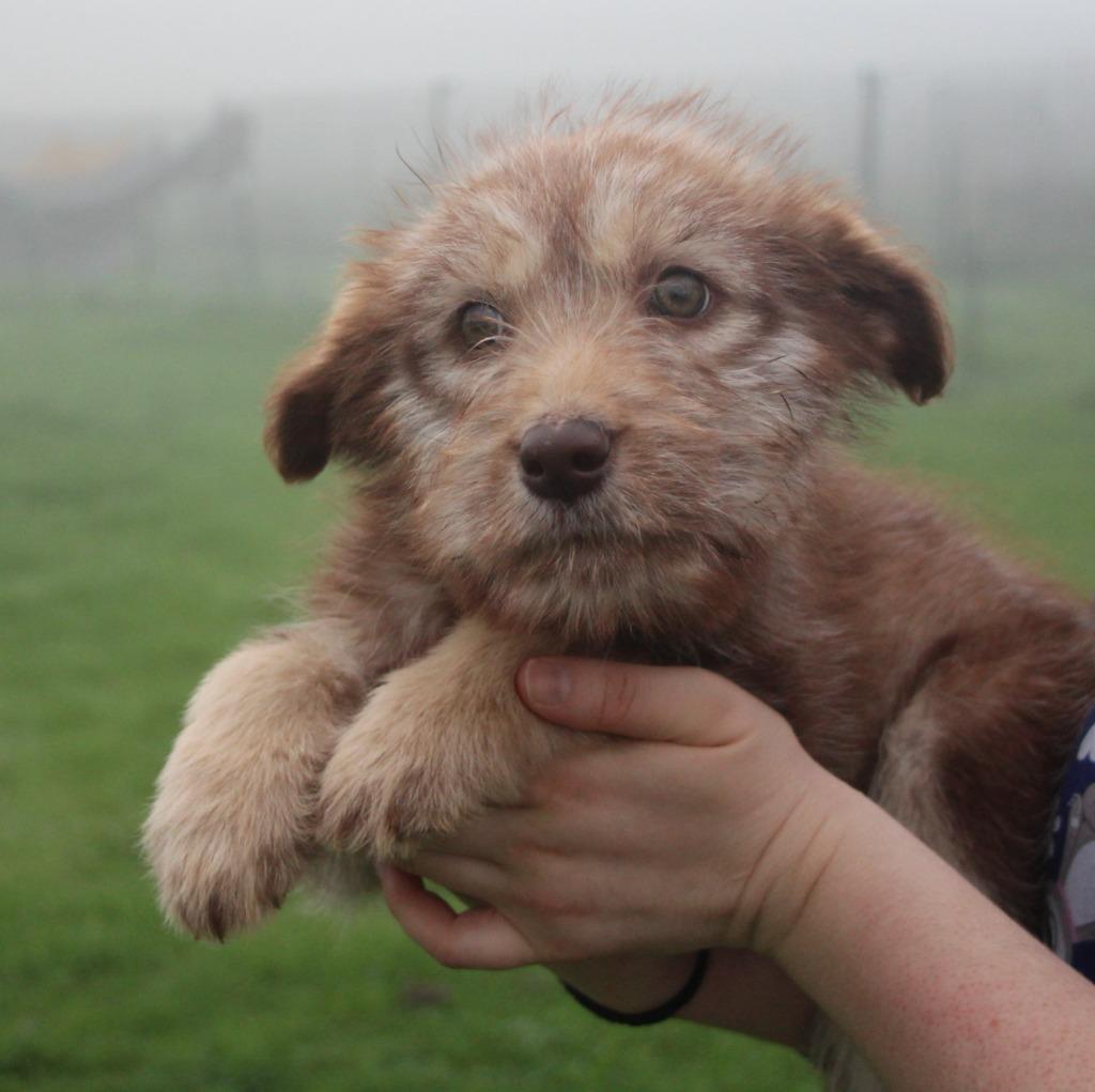 Enlarge Confetti, a Adoptable mixed breed in Vacaville, CA image 1/1
