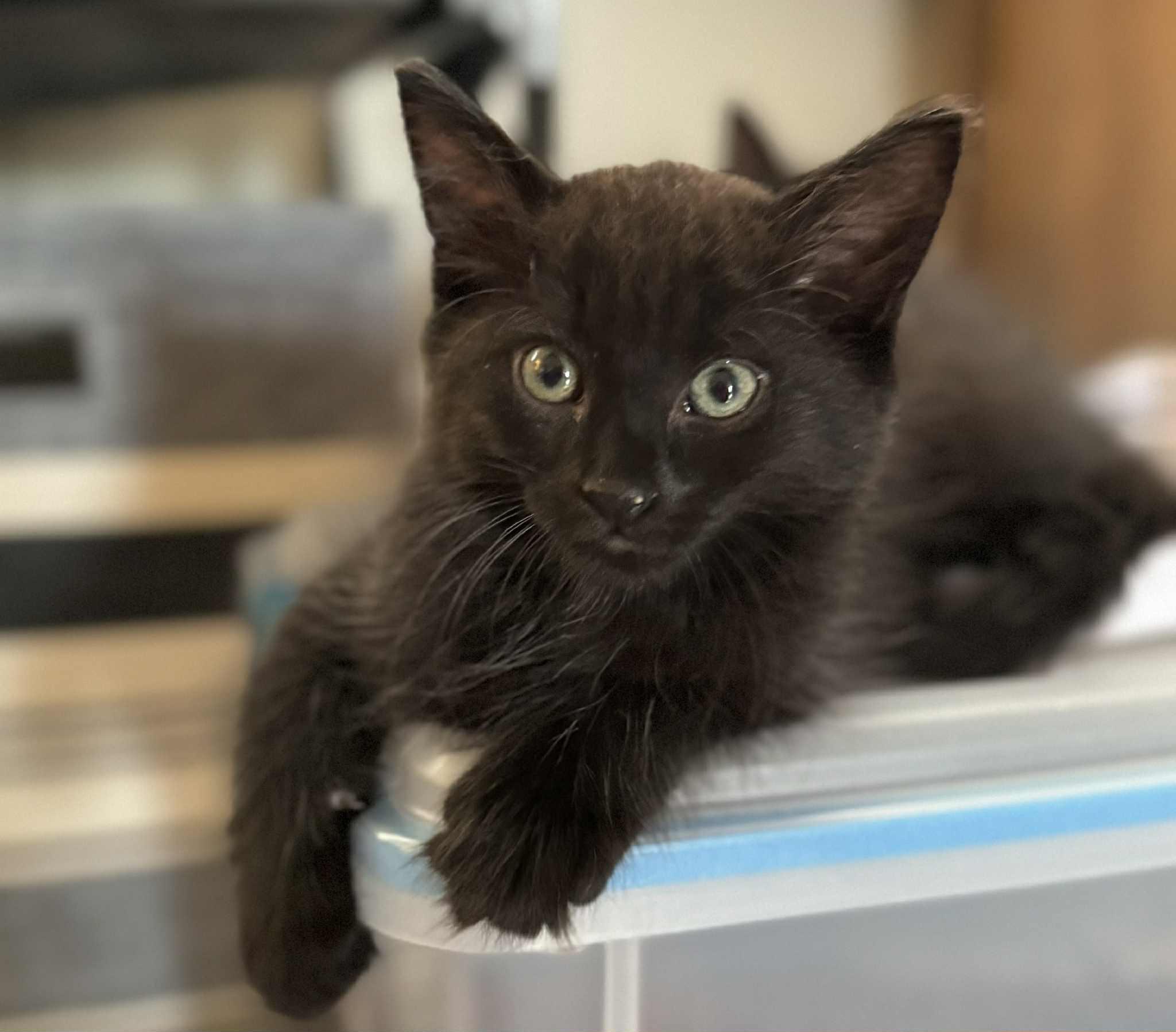 Manny (Alex-Fostered in FL), Baby Male unknown