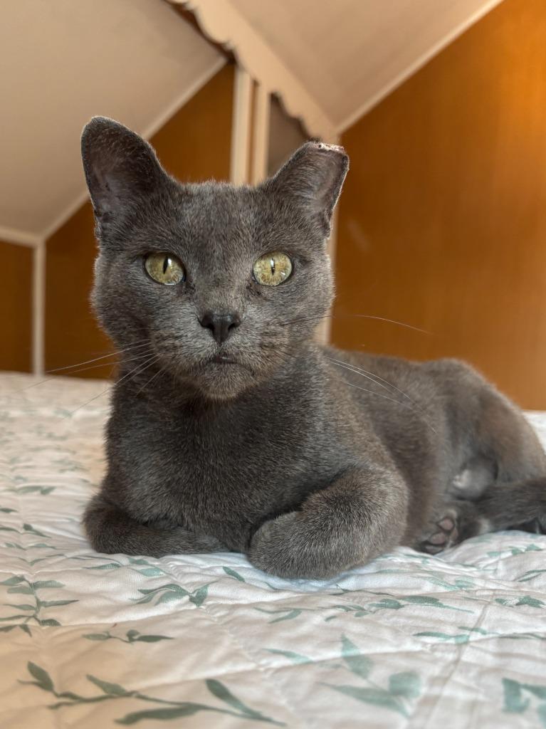 Arabella, Adoptable, Young Female Domestic Short Hair.