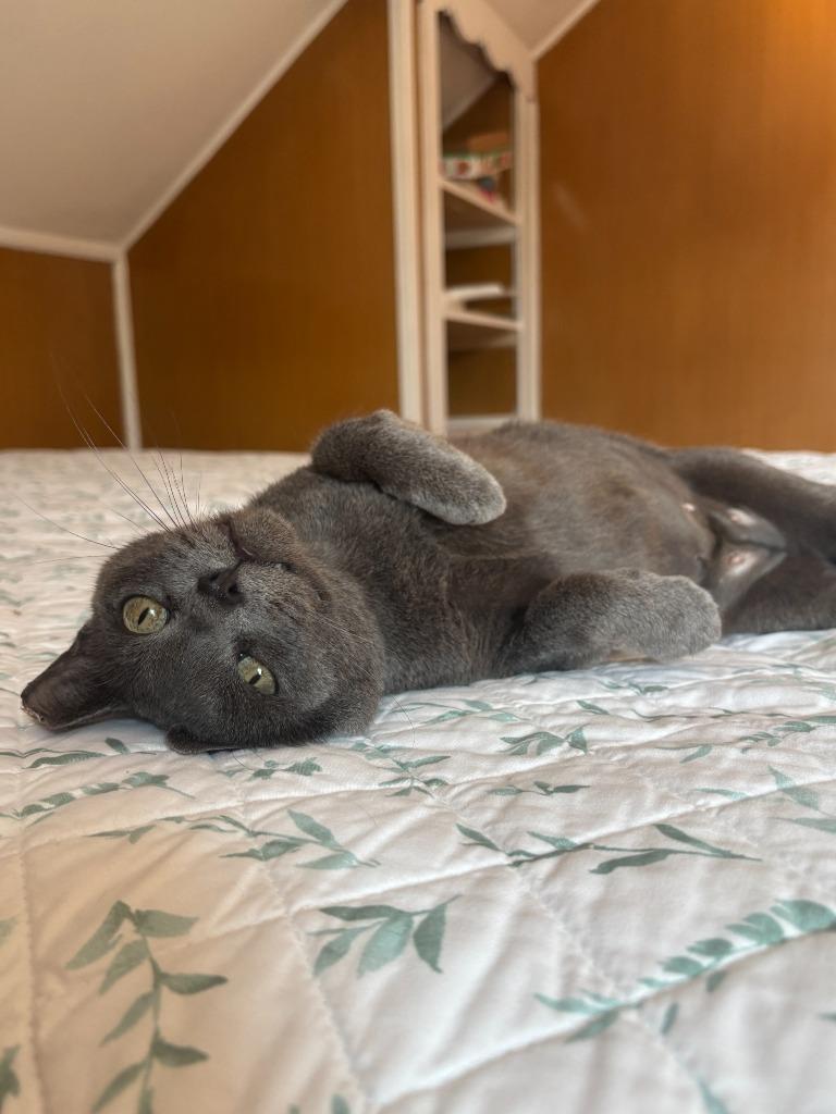 Enlarge Arabella, a Adopted Domestic Short Hair in Cloquet, MN image 2/3
