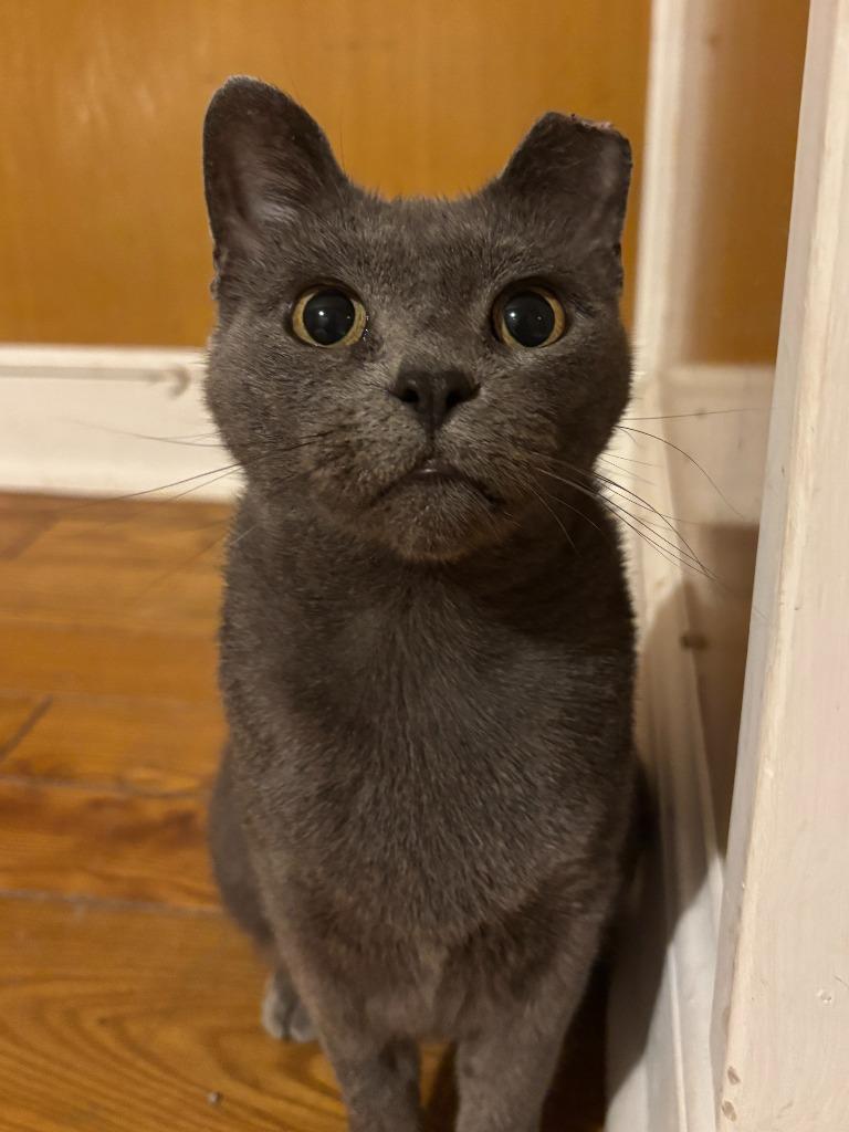 Enlarge Arabella, a Adopted Domestic Short Hair in Cloquet, MN image 3/3