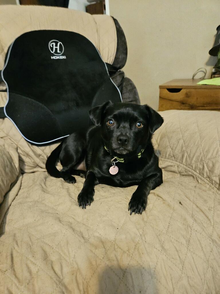 Abby, adopted, Young Female Pug & Black Labrador Retriever.