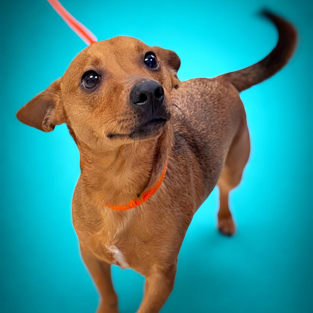 Bratwurst — thumbnail 2