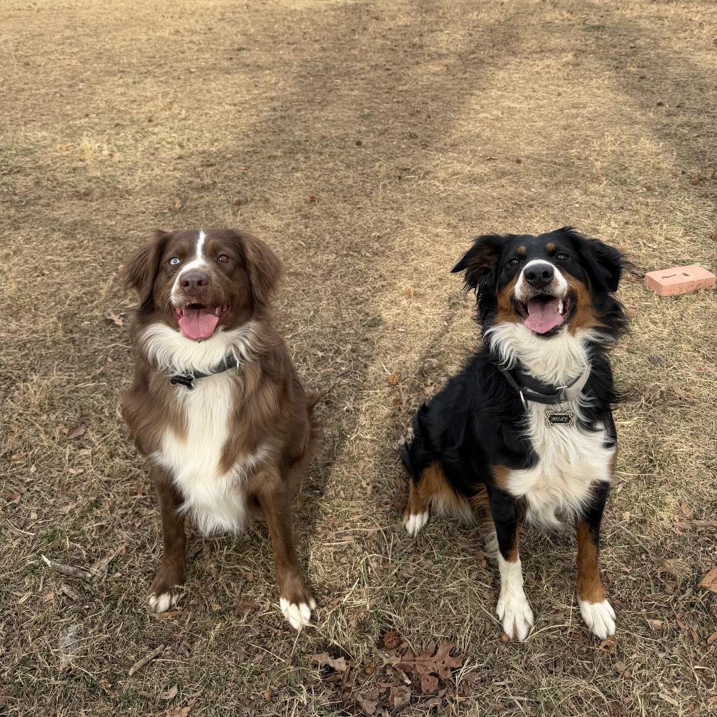 Enlarge Mixy, a Adoptable Australian Shepherd in Alexandria, VA image 1/6