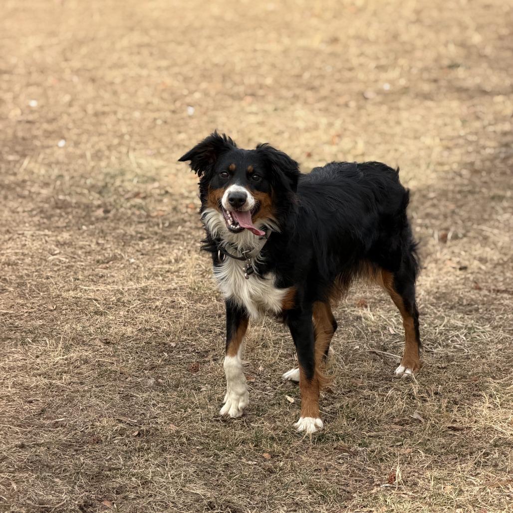 Enlarge Mixy, a Adoptable Australian Shepherd in Alexandria, VA image 2/6